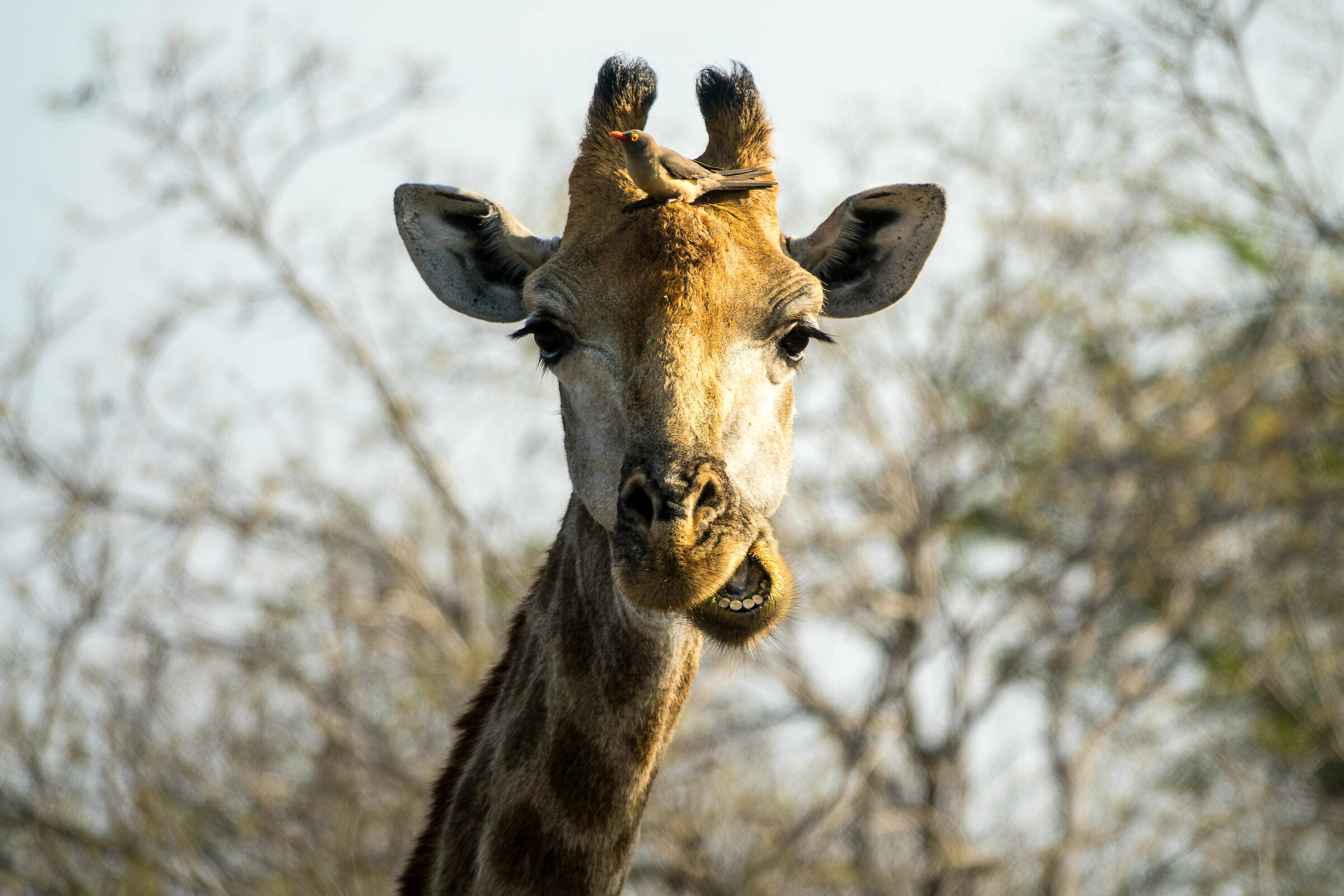 La Giraffa e L'aiutante