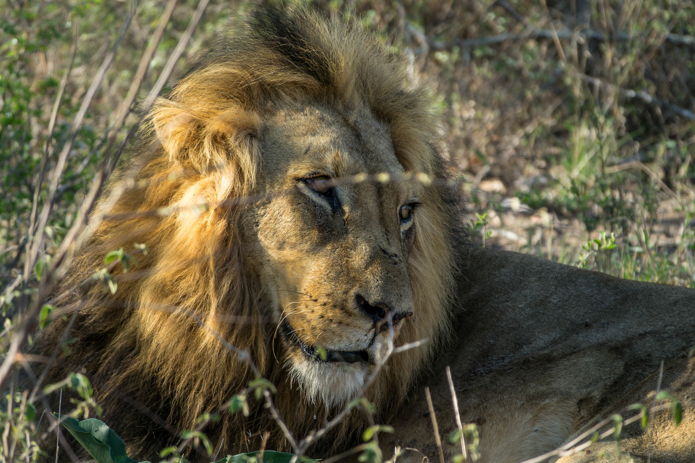 "Mufasa" The Lion King