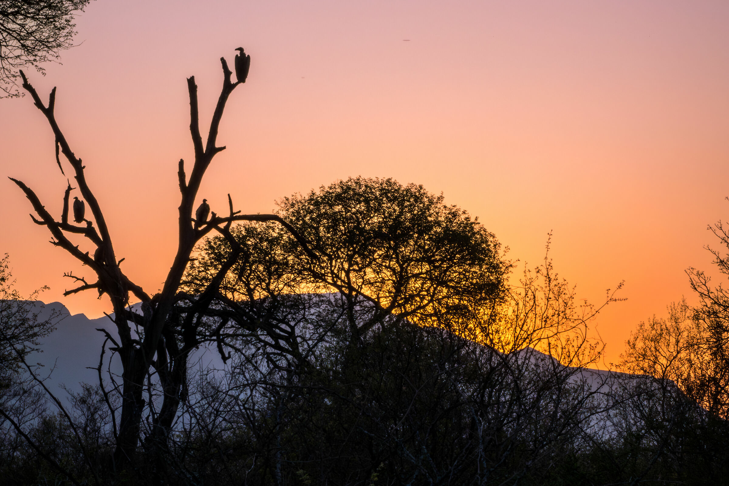 Tramonti Sudafricani