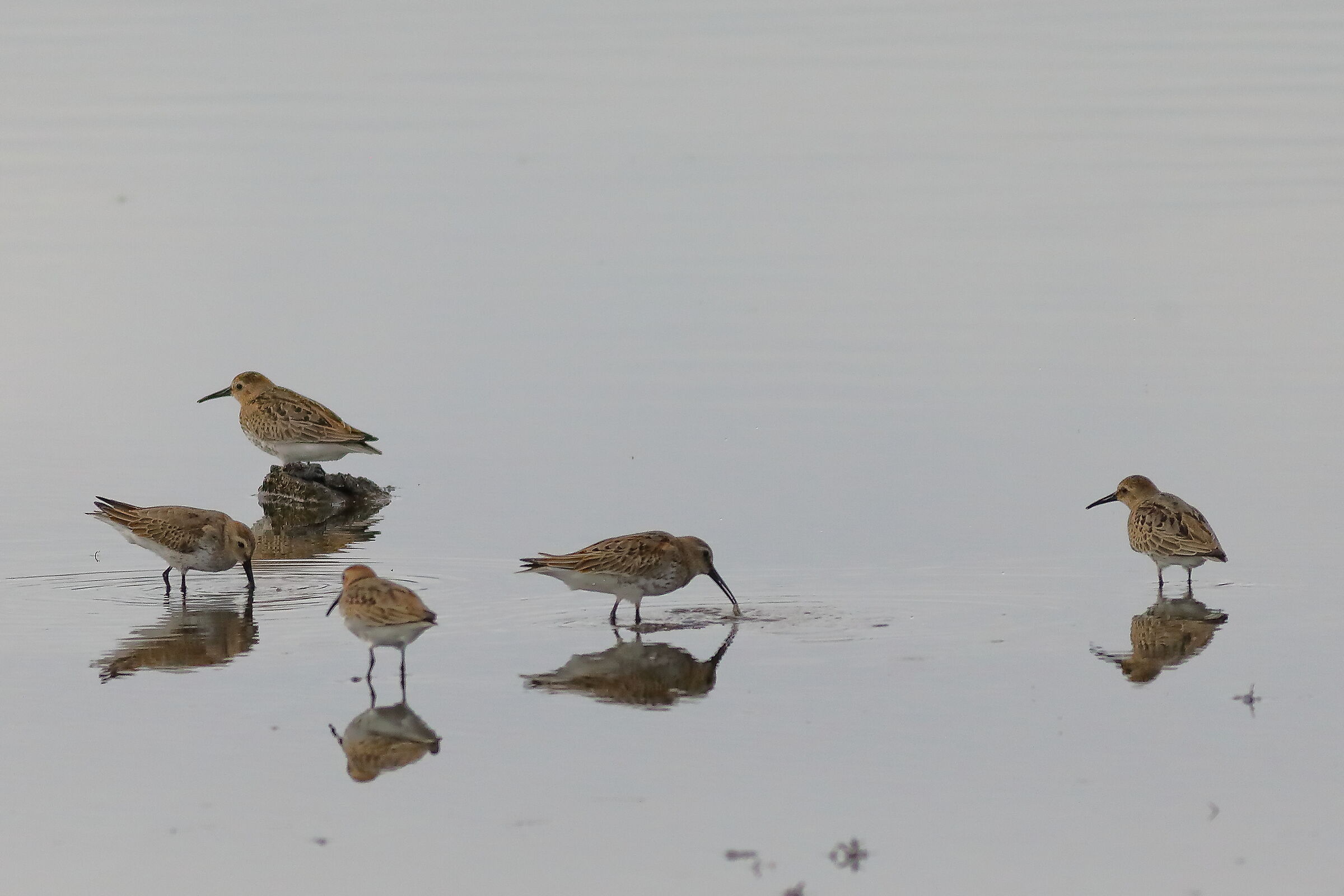 Piovanelli 17-09-2023