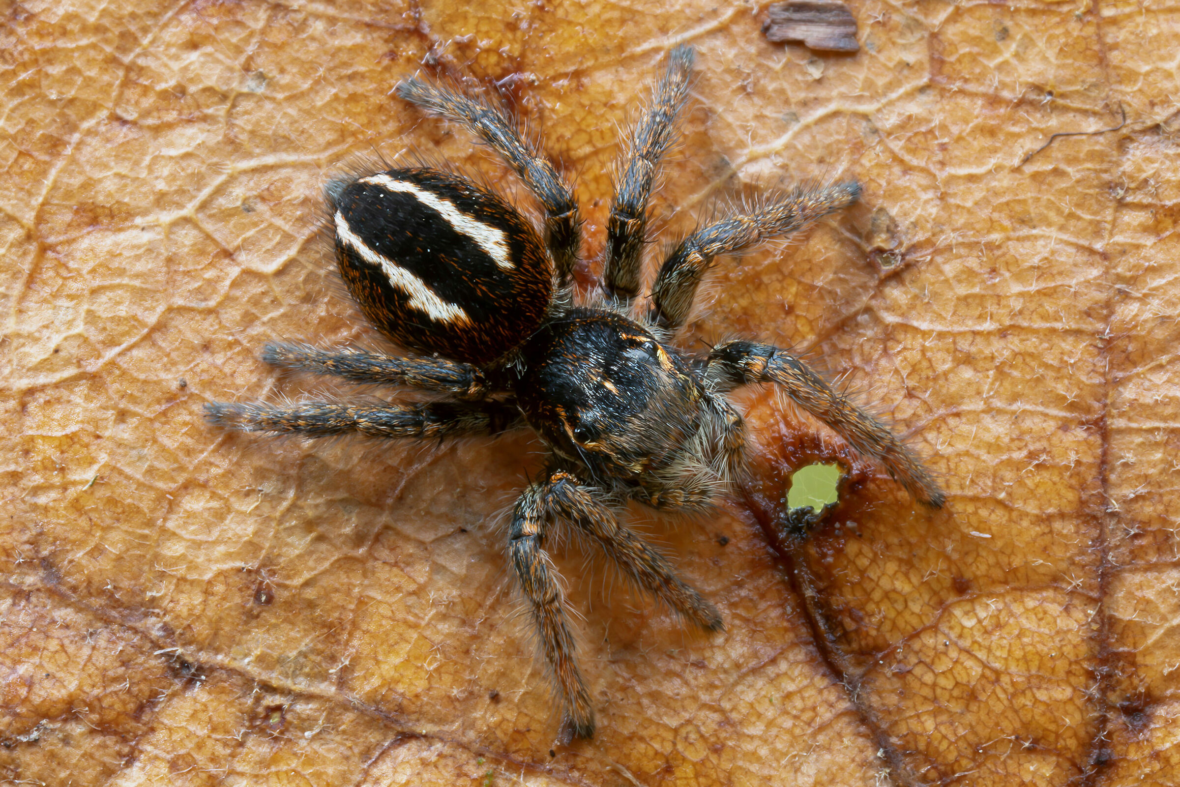 Salticidae sp.