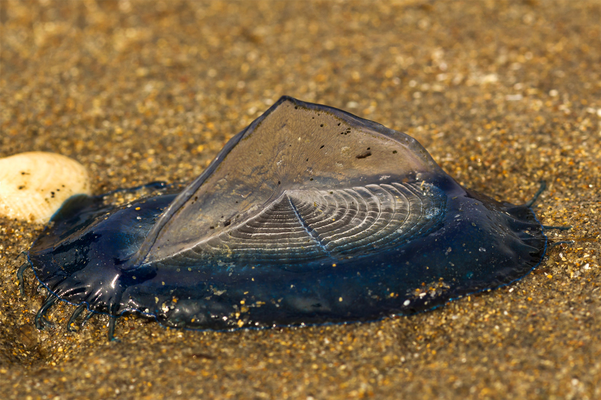 Velella velella