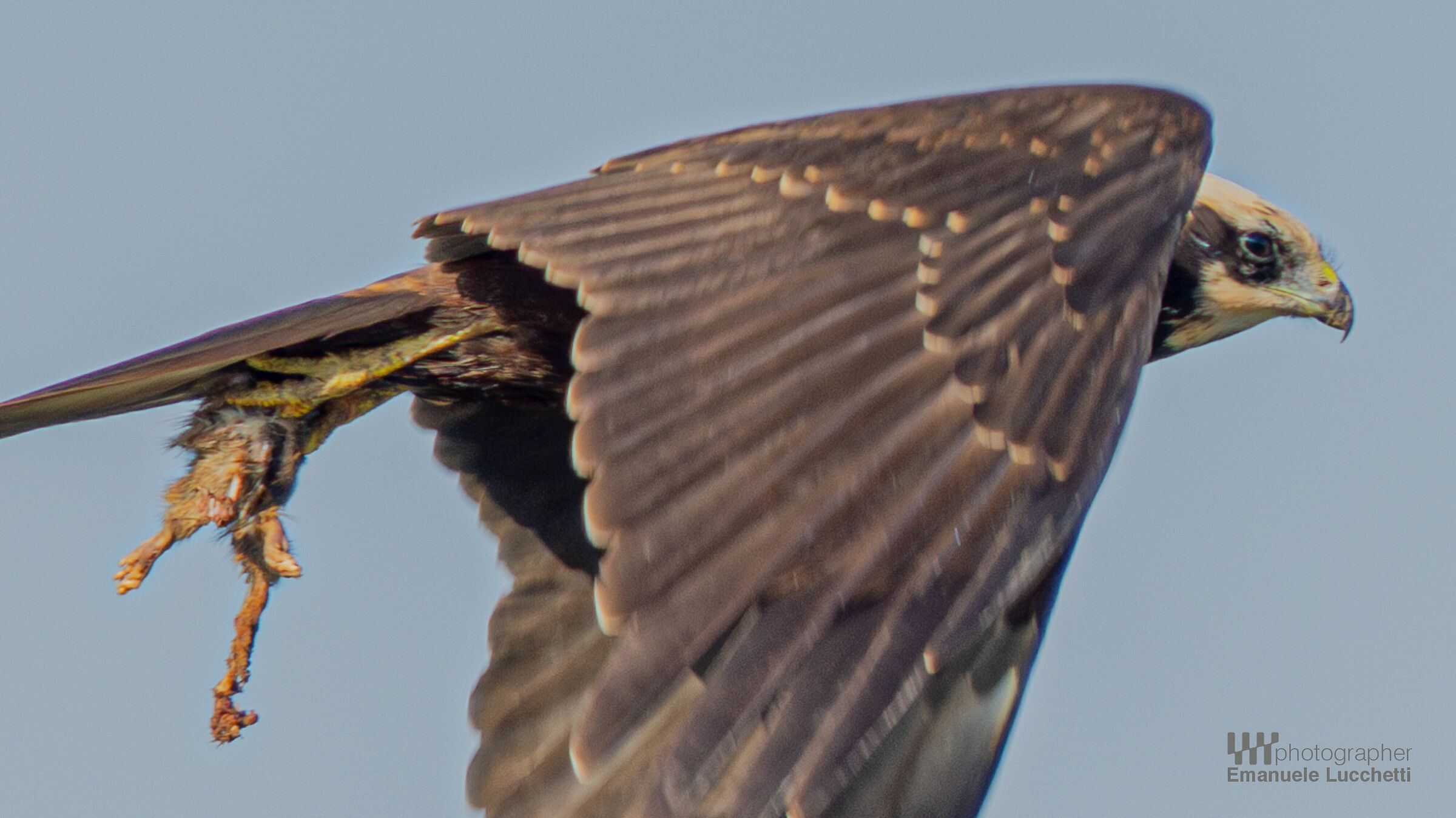 Falco di palude (female)