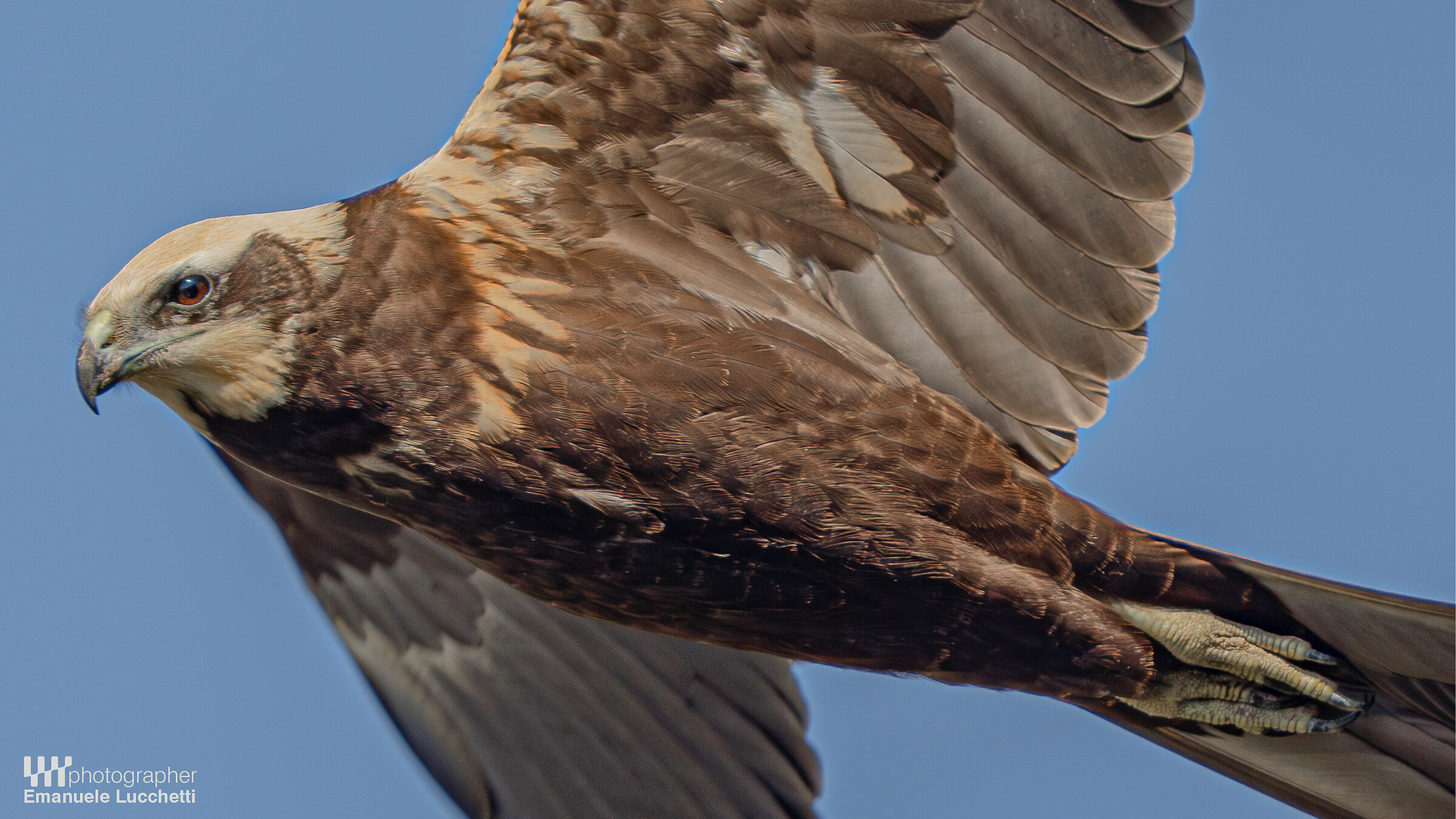 Falco di palude (female)