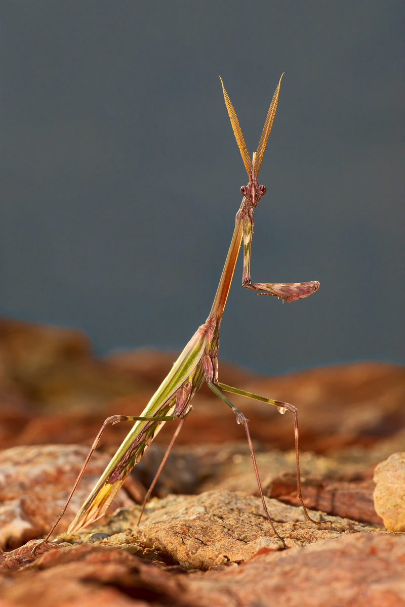 Empusa pennata