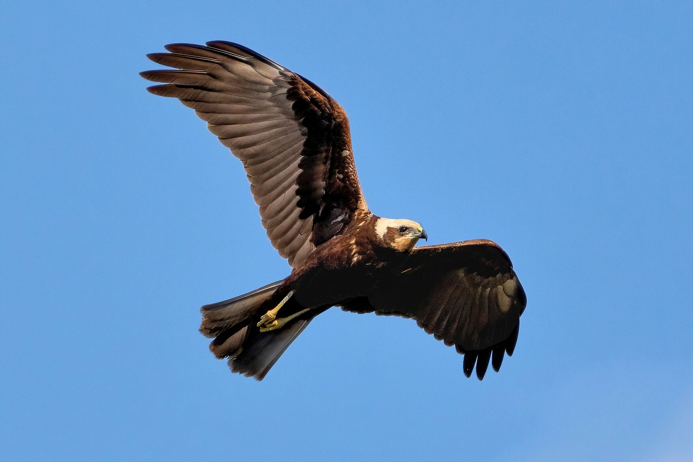 Falco di palude (Circus aeruginosus)