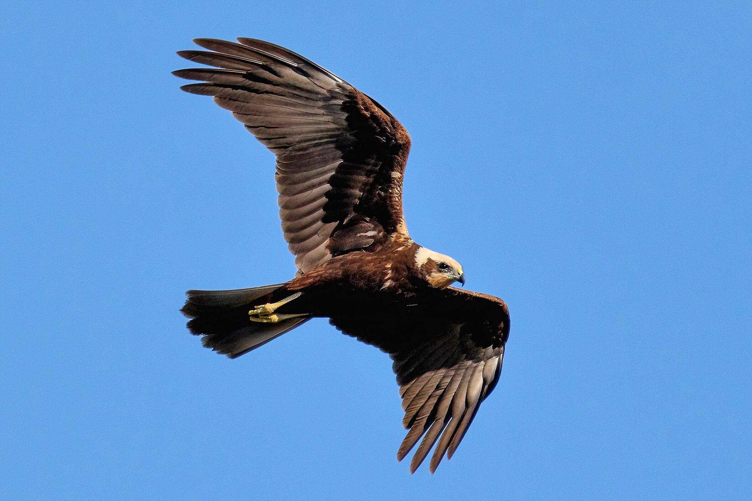 Falco di palude (Circus aeruginosus)