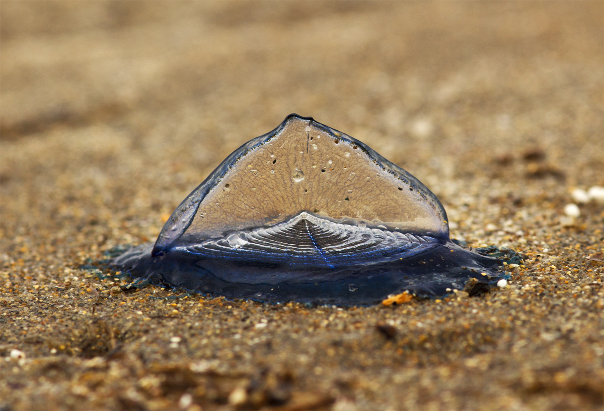 Velella velella