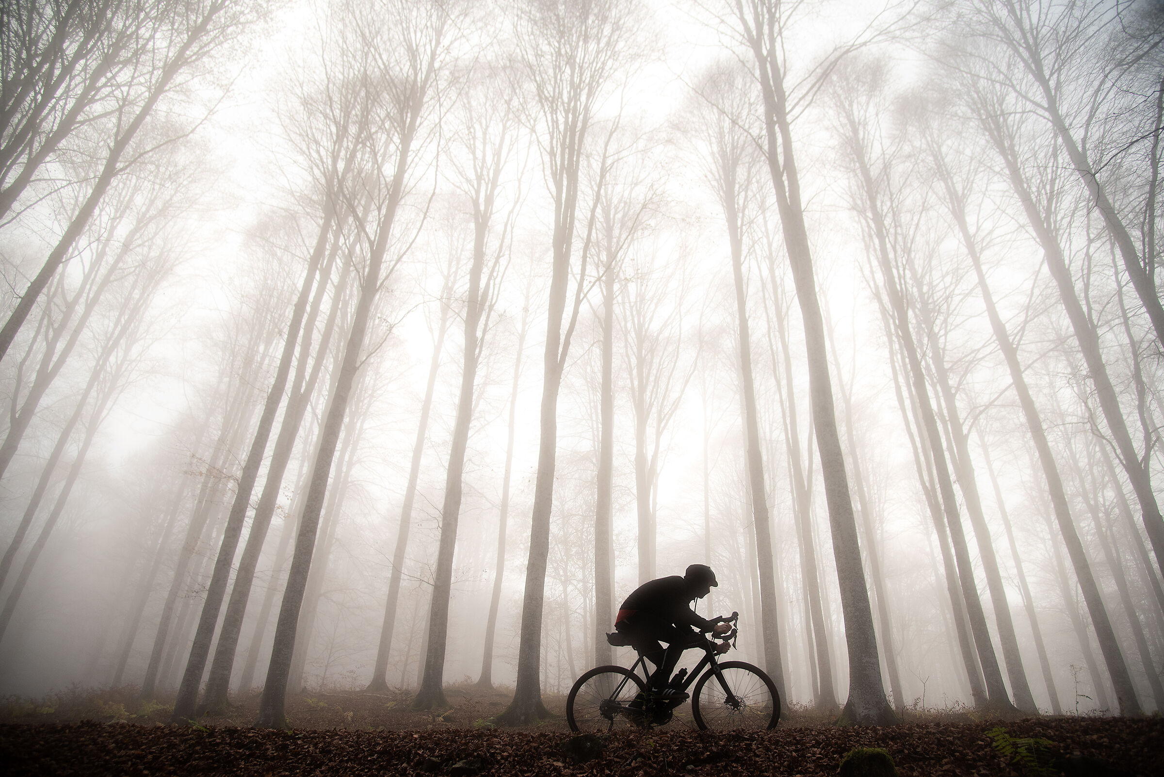 Cansiglio Forest, October 2022