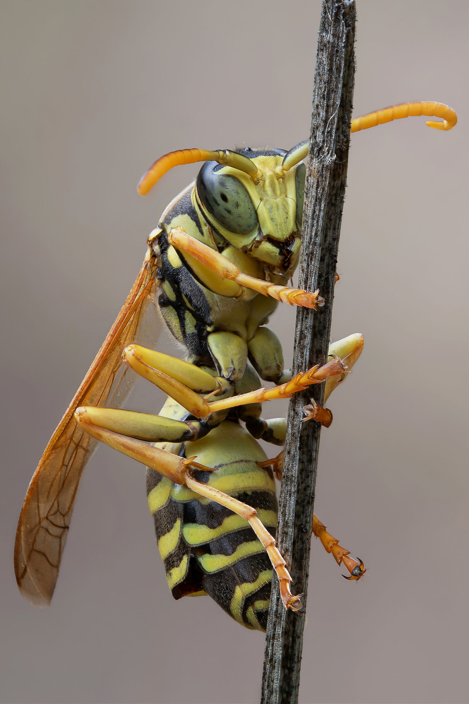 Polistes sp. z o.o.