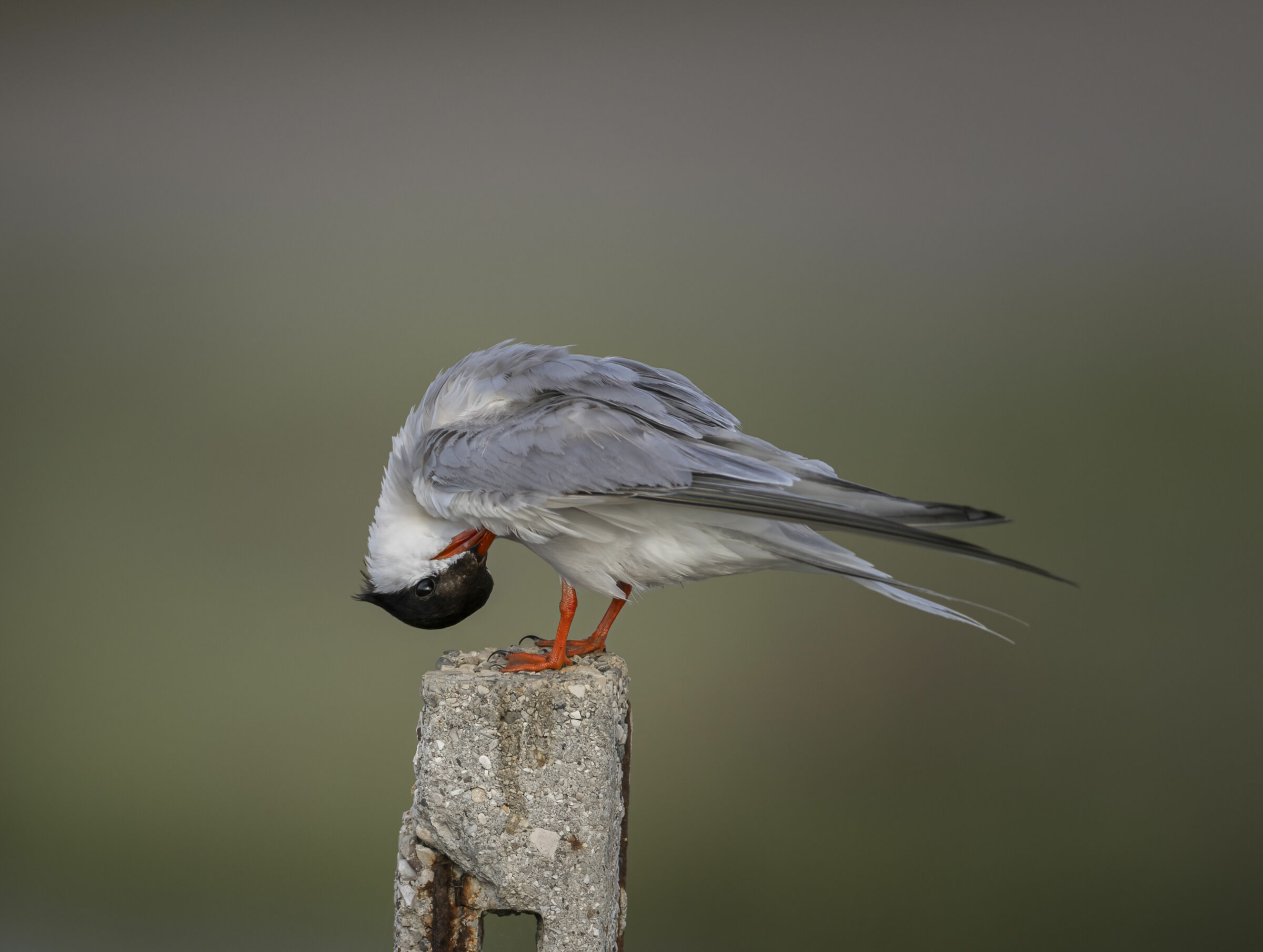 Cleaning moments for the tern