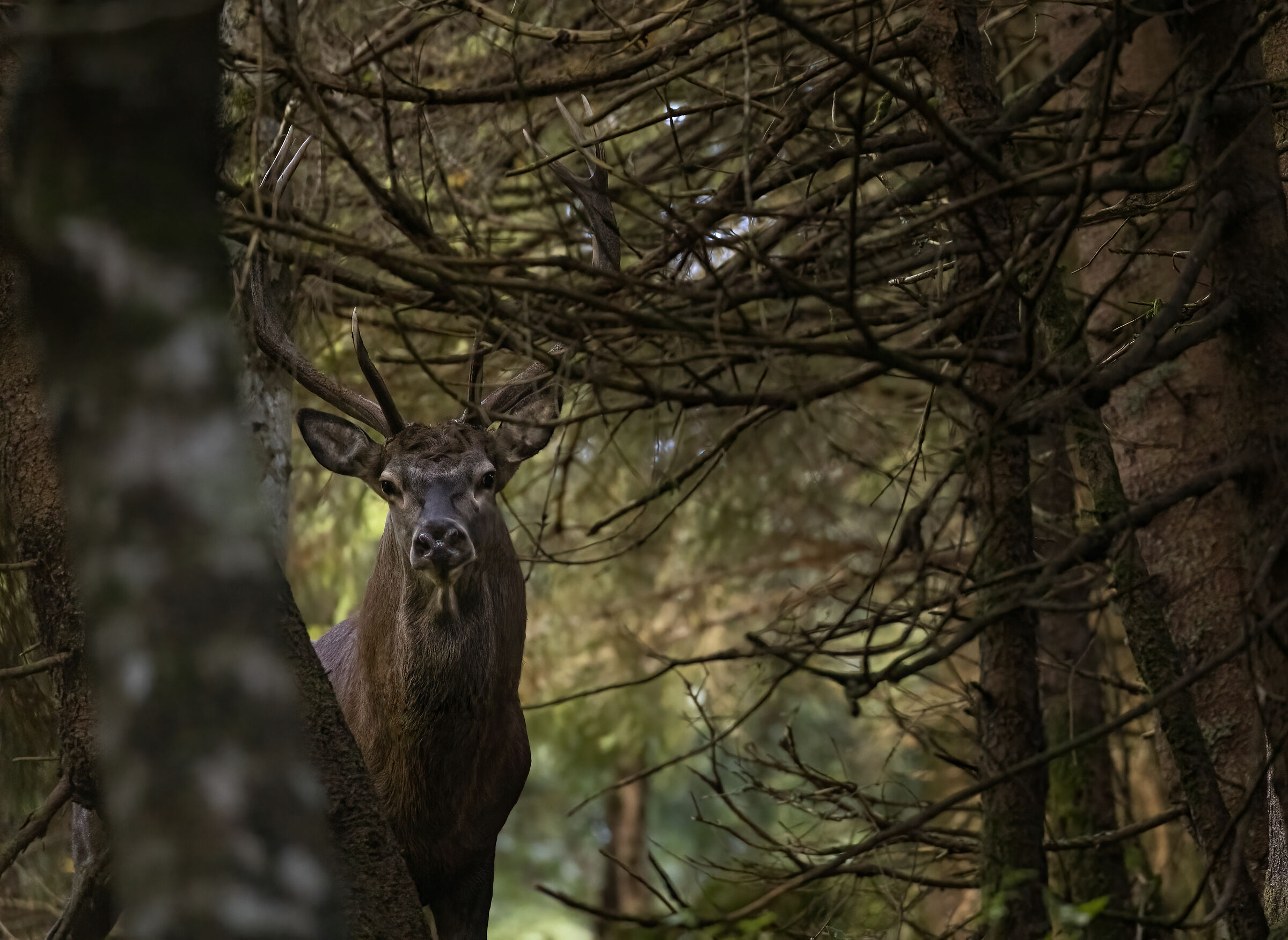 deer