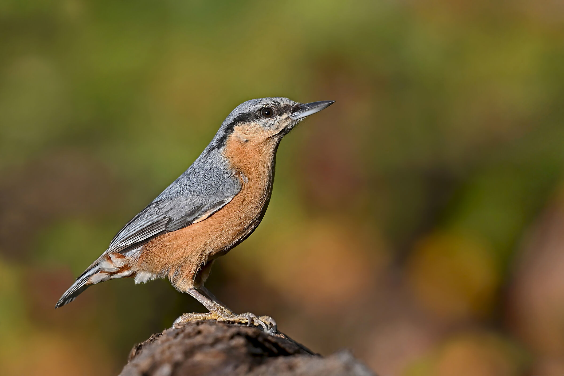 Feather Stories 10 ( Nuthatch )