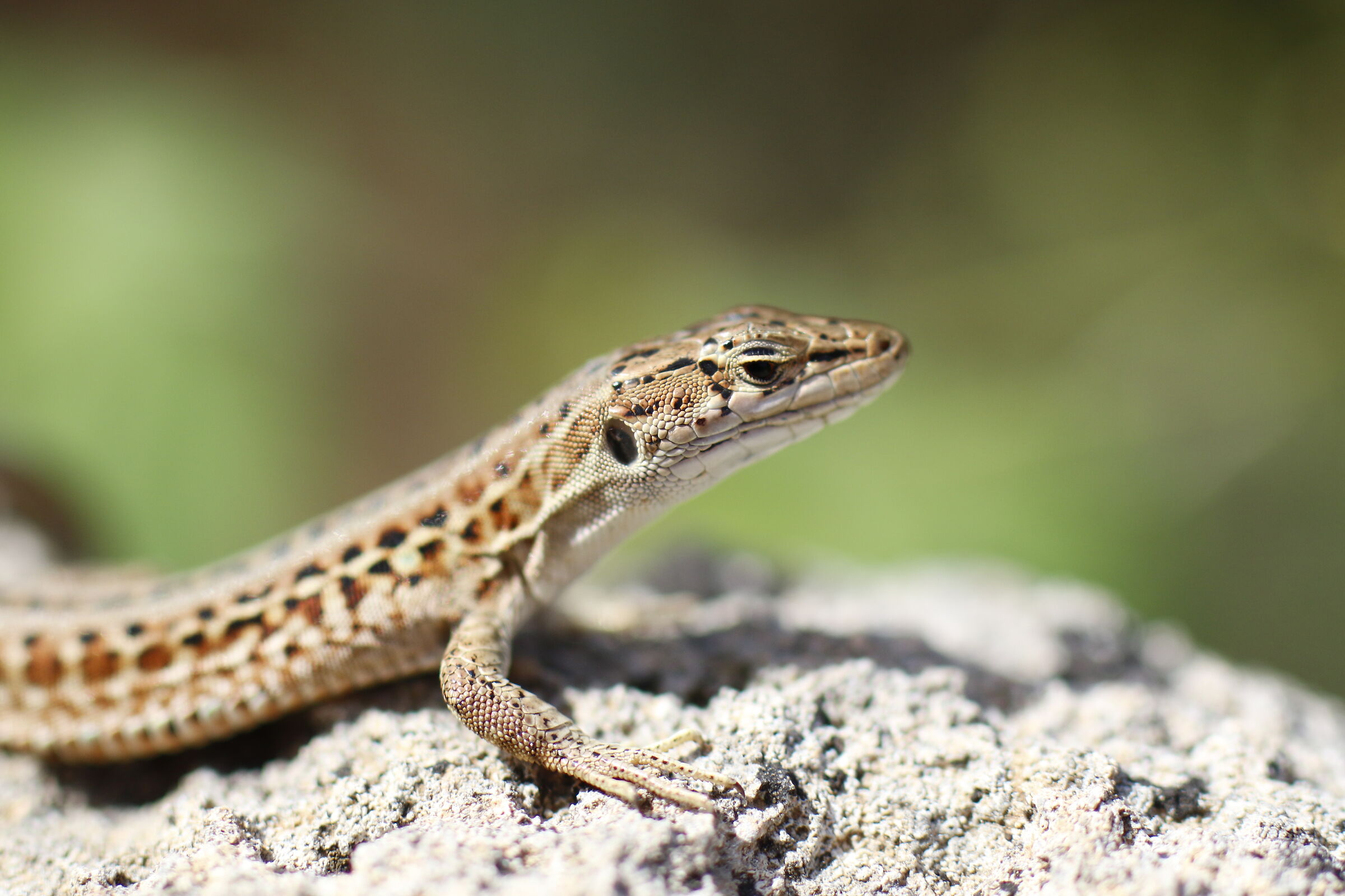 " 1/8 Mila ", Milvus Zeiss 50, 1.4 - Canon 7 D II