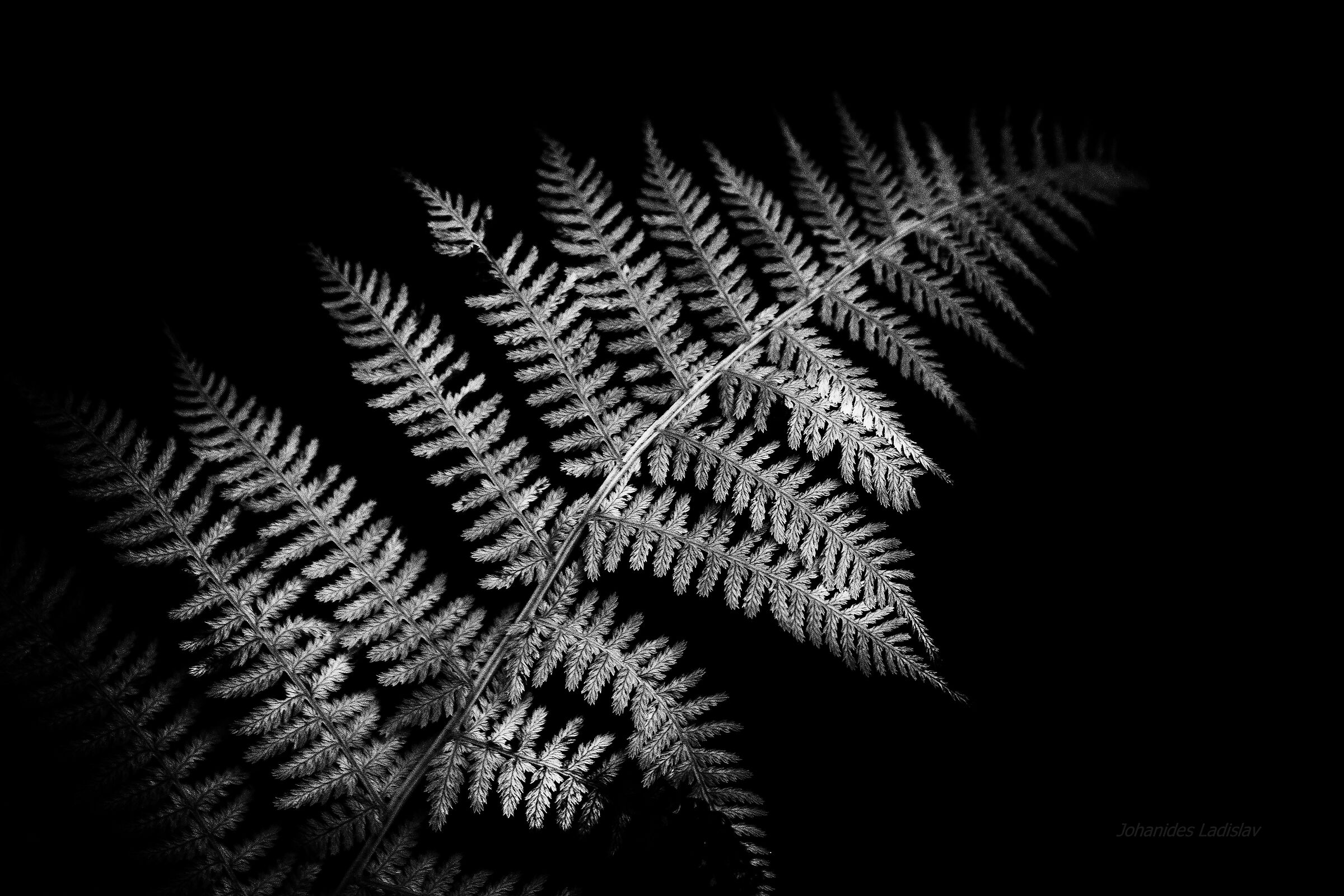 Athyrium