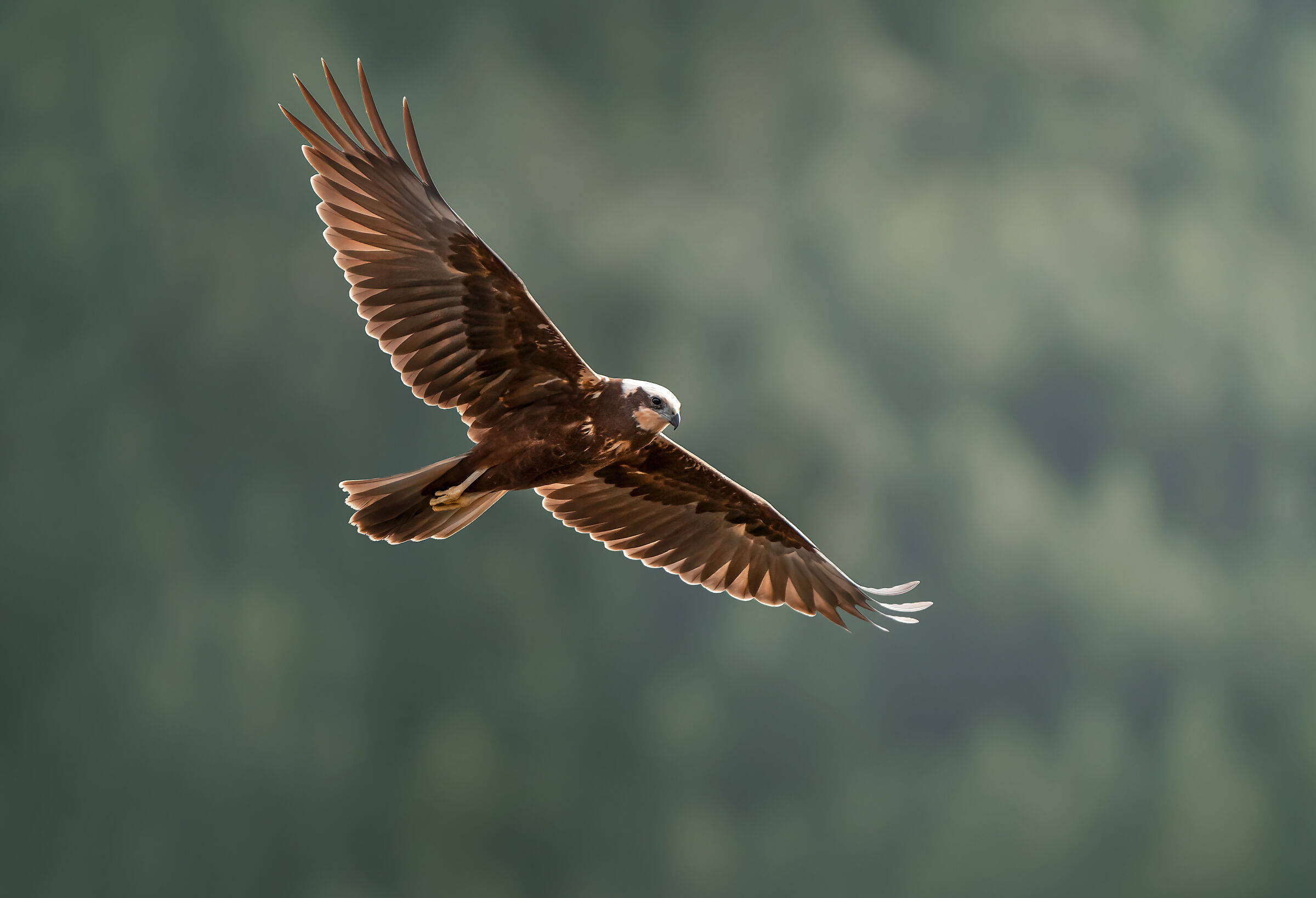 Falco di Palude Femmina