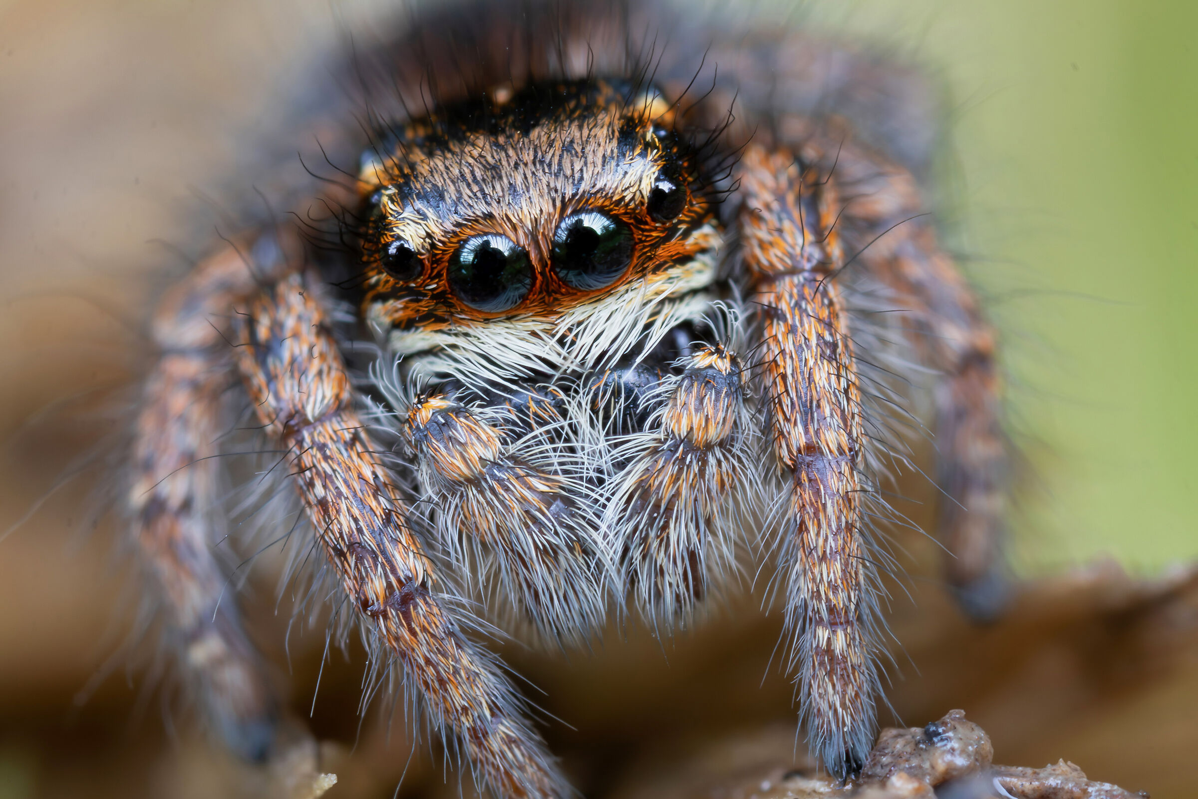 Salticidae sp.