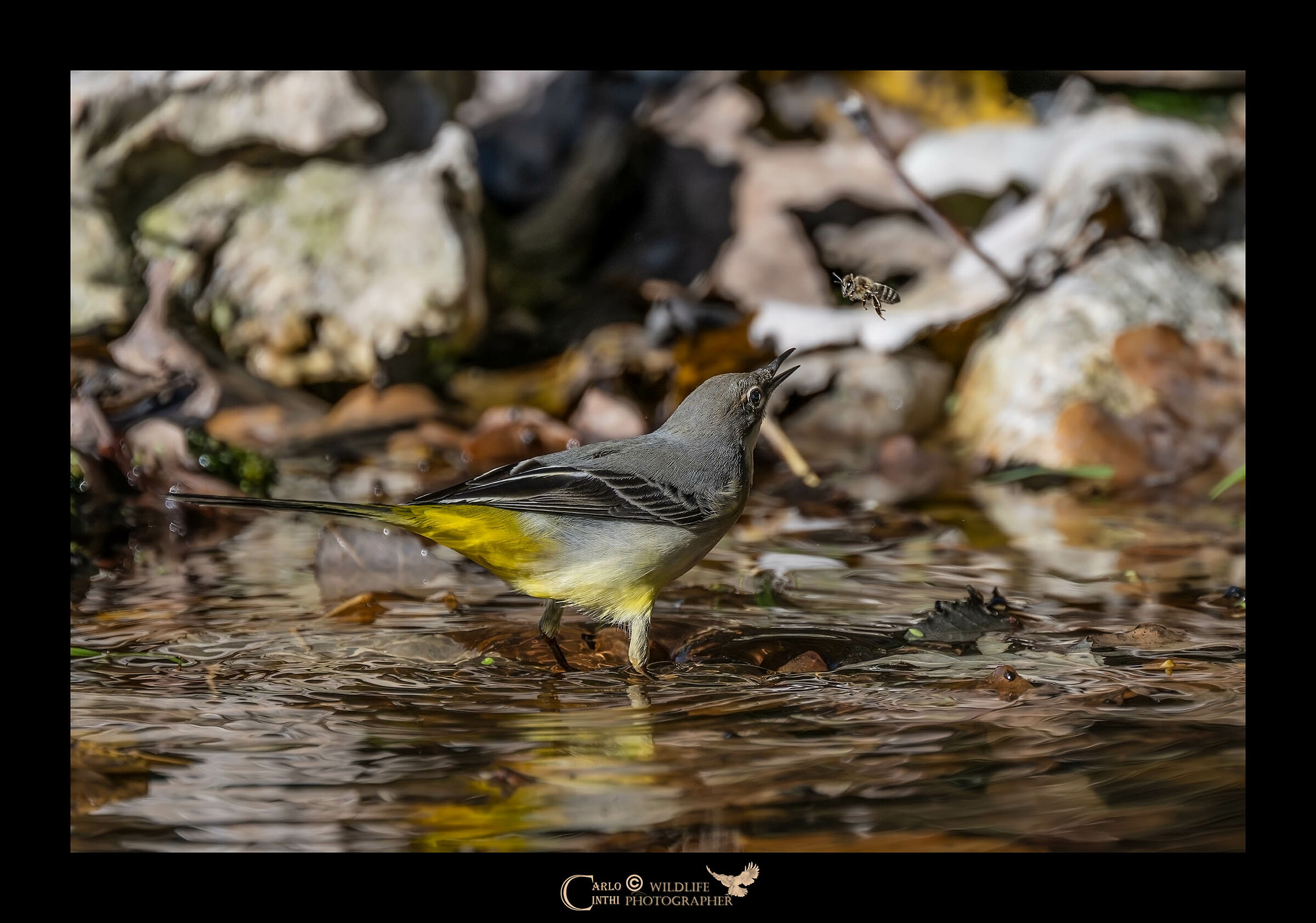 Ballerina gialla e Ape