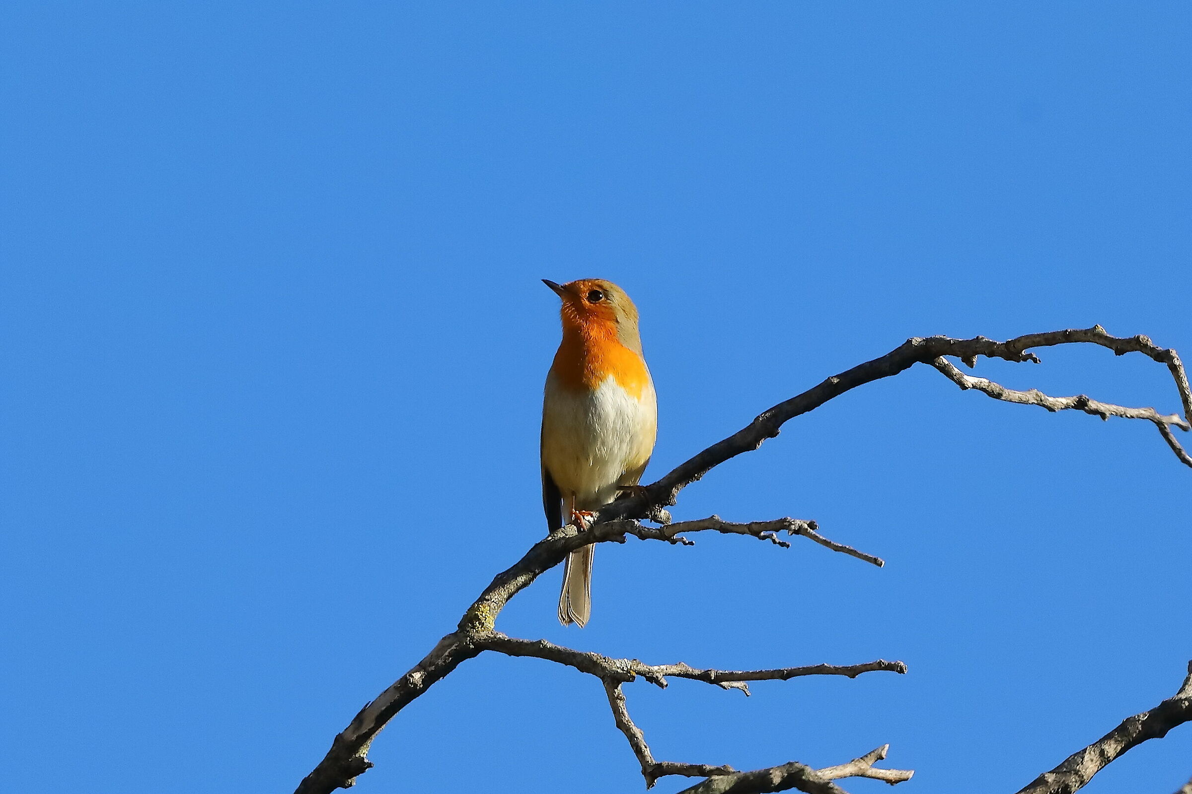 Robin 05-11-2023