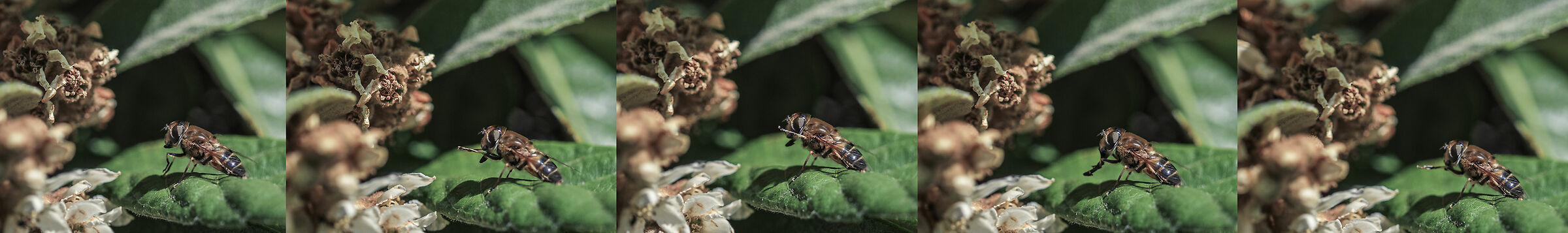 Quando prude, prude...