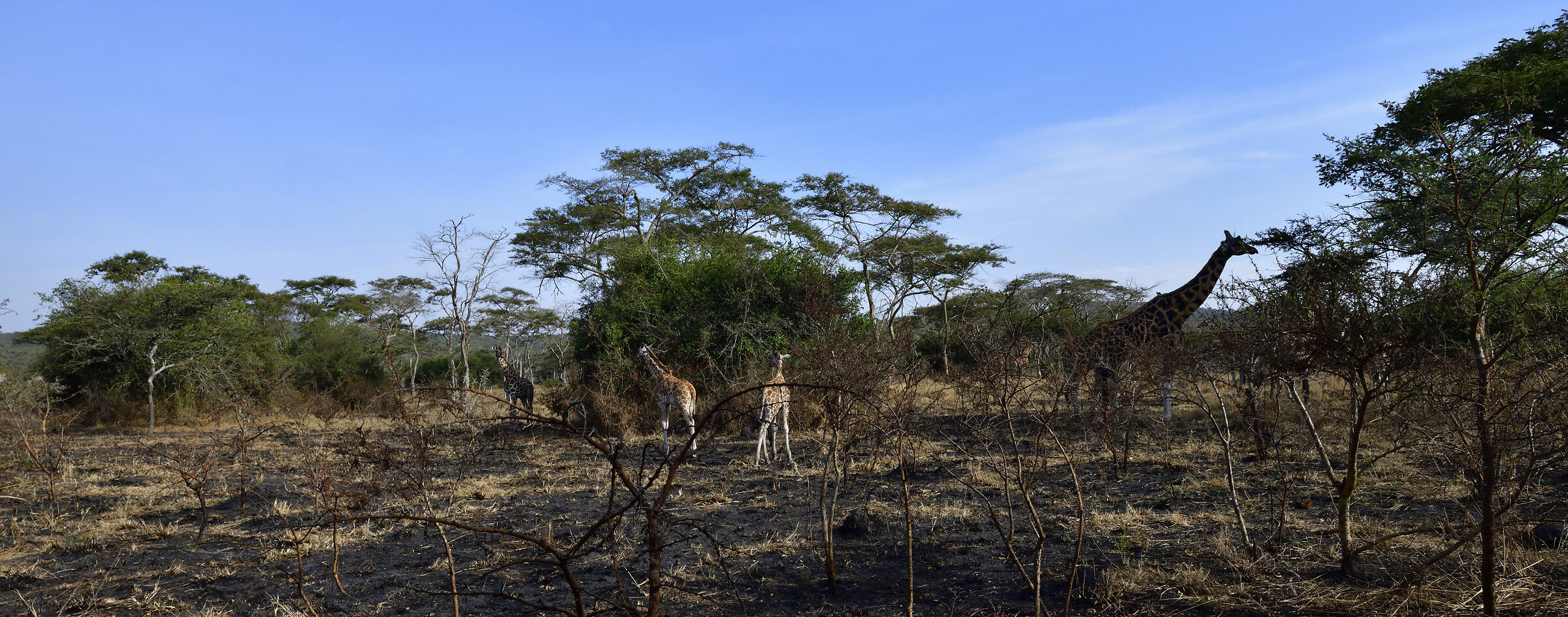 Famiglia di giraffe