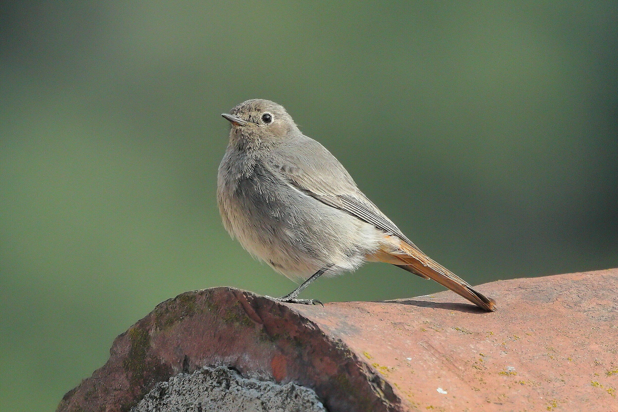 Redstart 01 June 2023