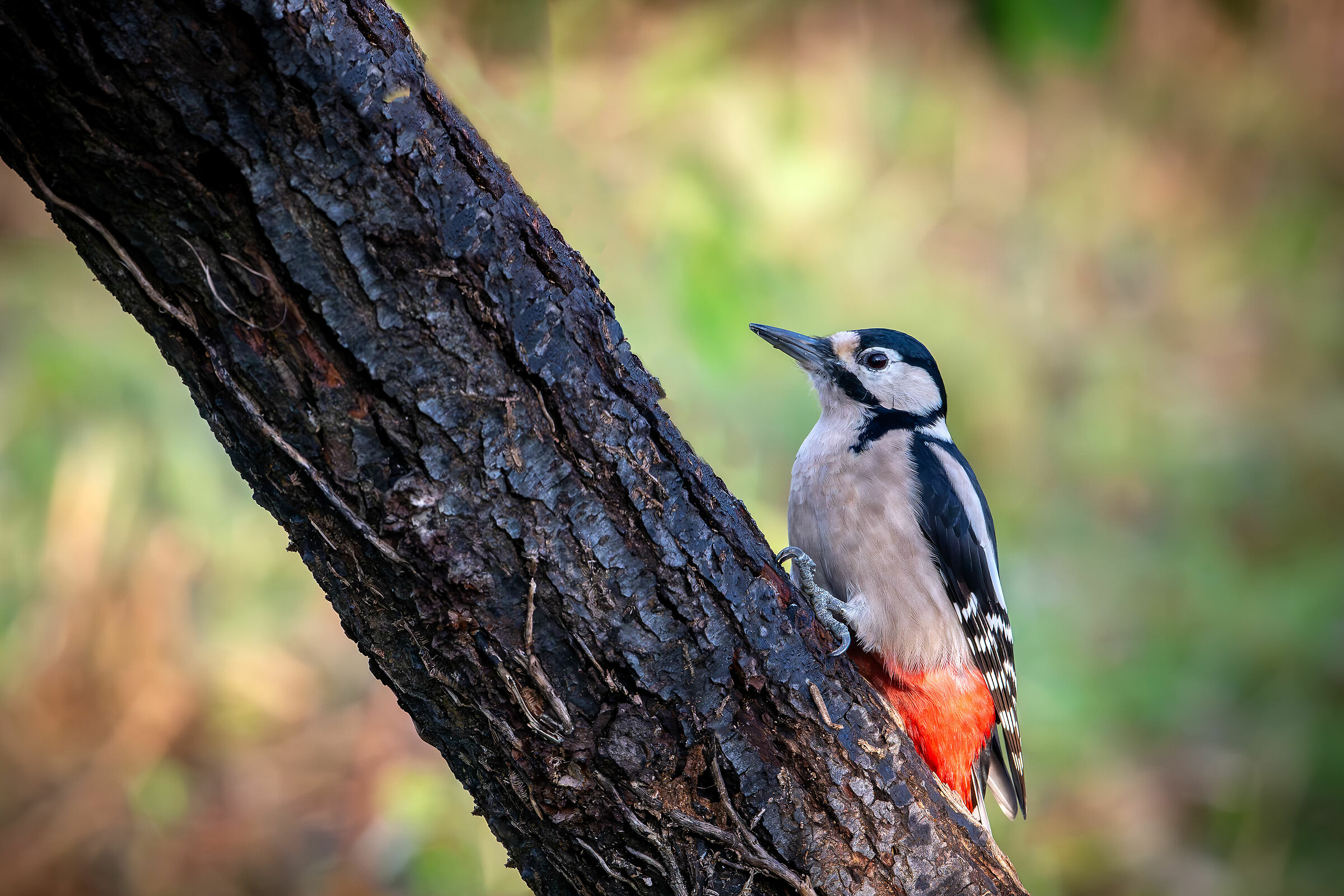 Spotted woodpecker