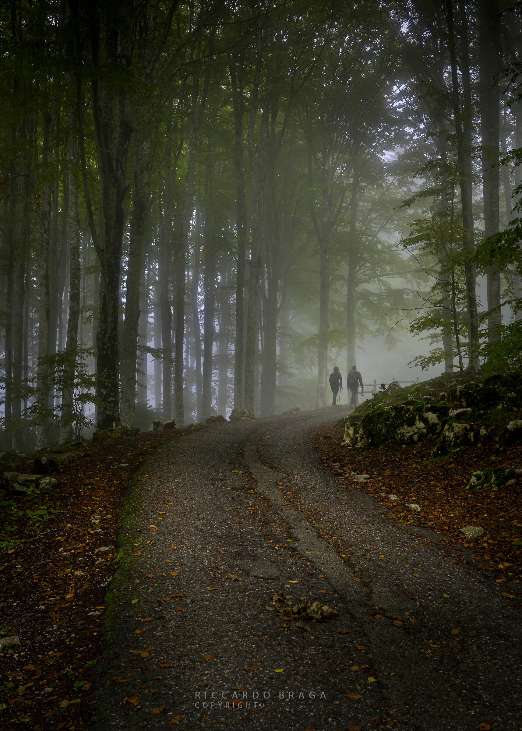 Da qualche parte...nel bosco.