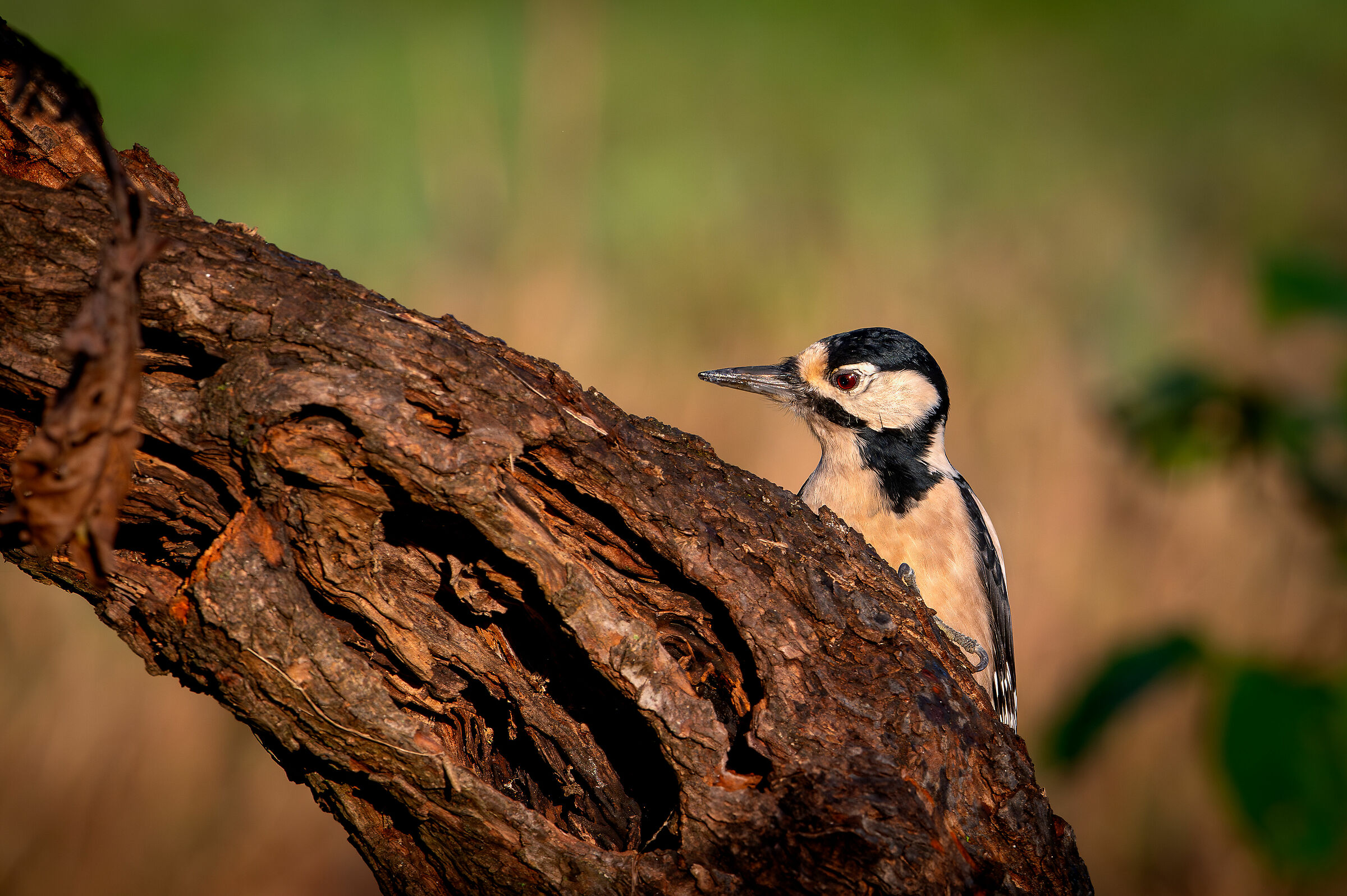 Spotted woodpecker