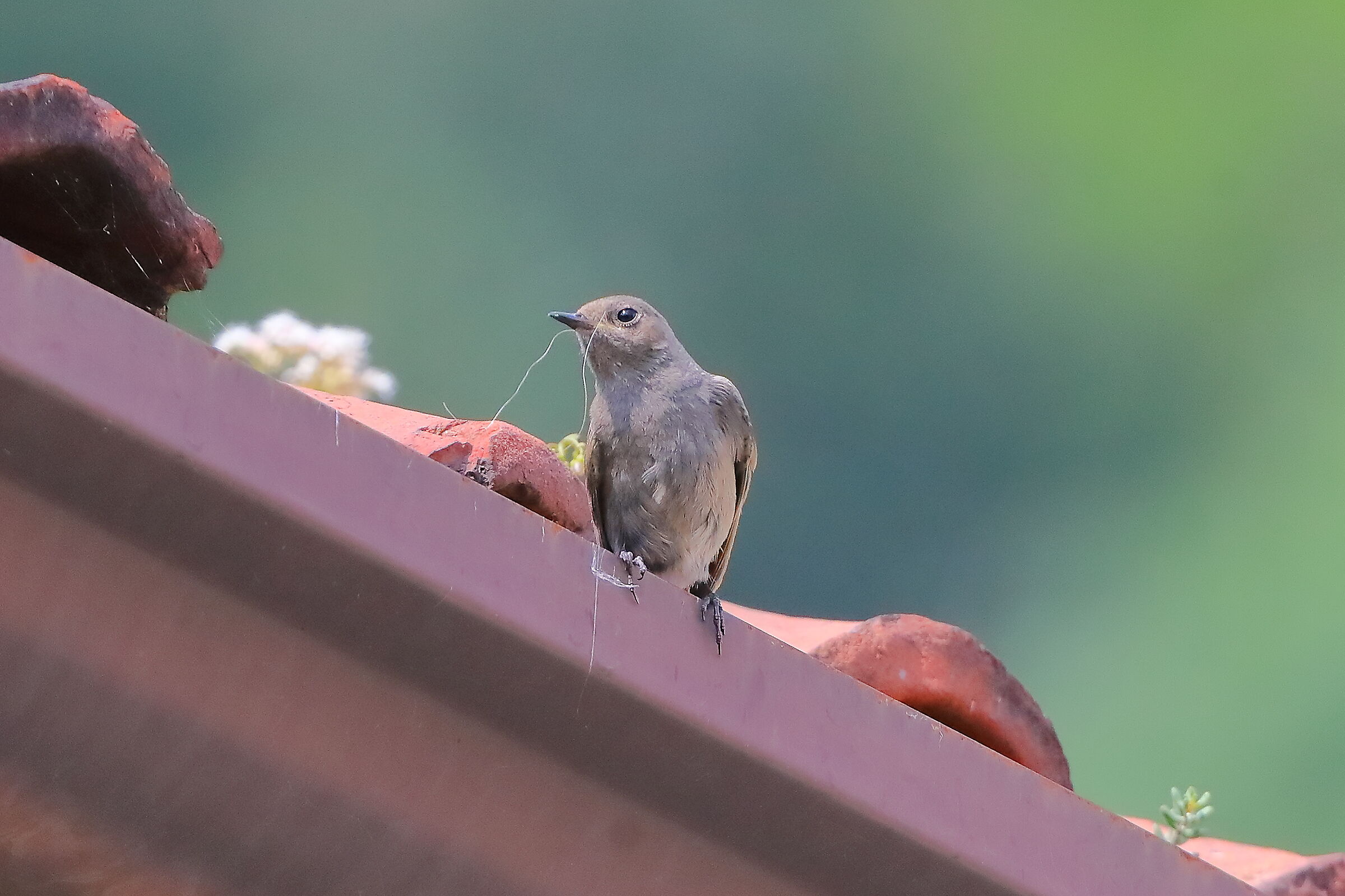 Redstart 06-06-2023