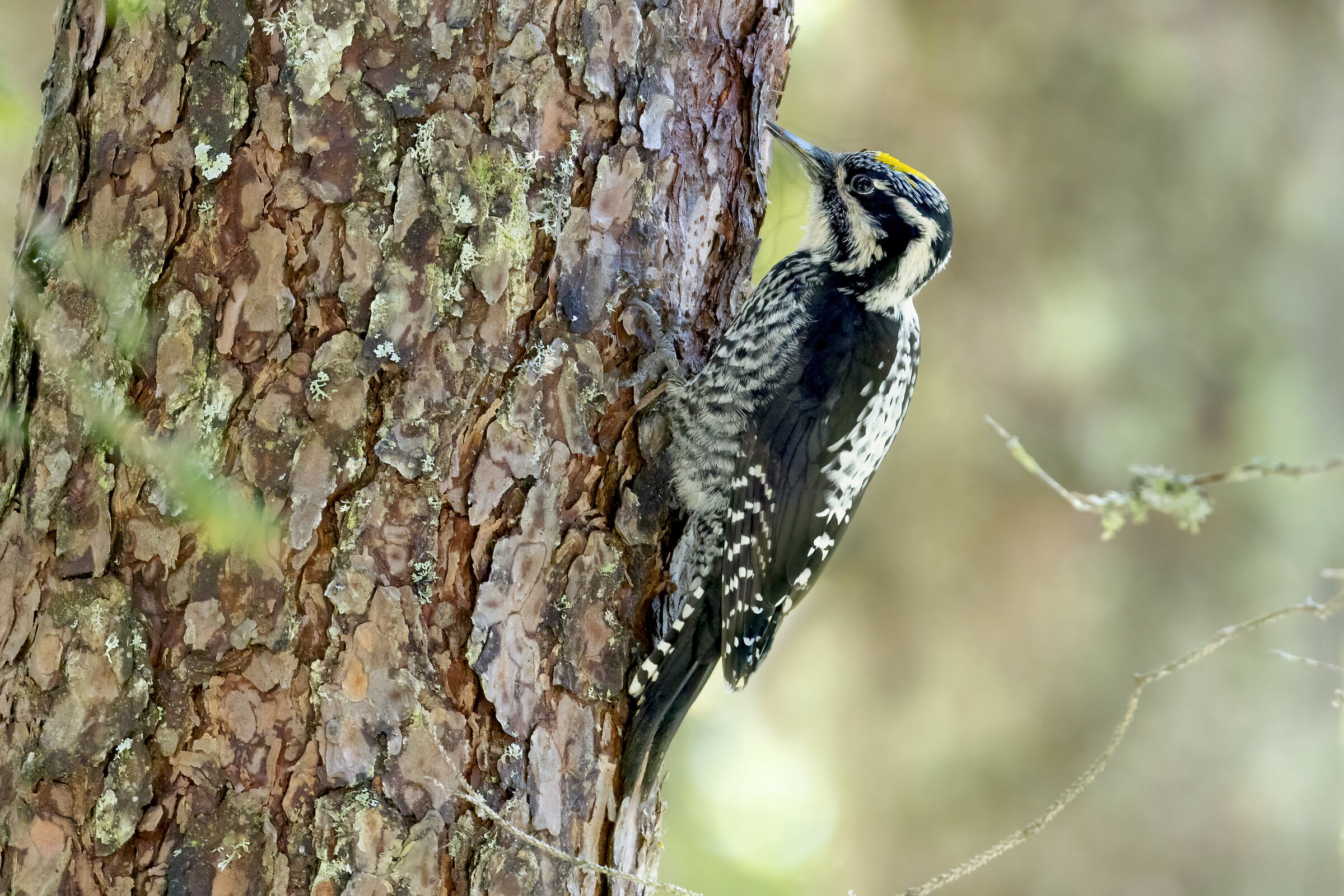 picchio tridattilo maschio dell'alto adige