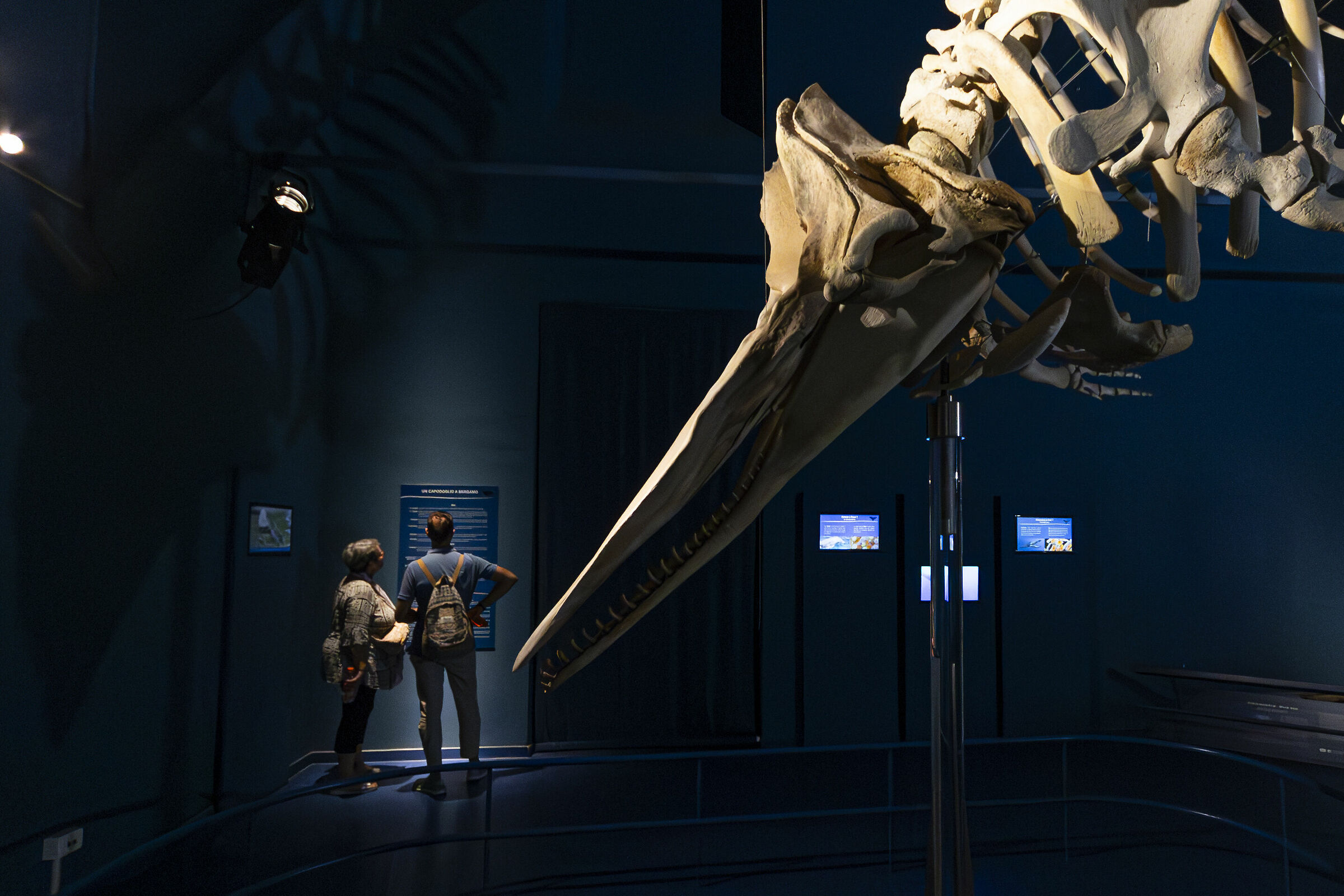 Once upon a time there was a sperm whale