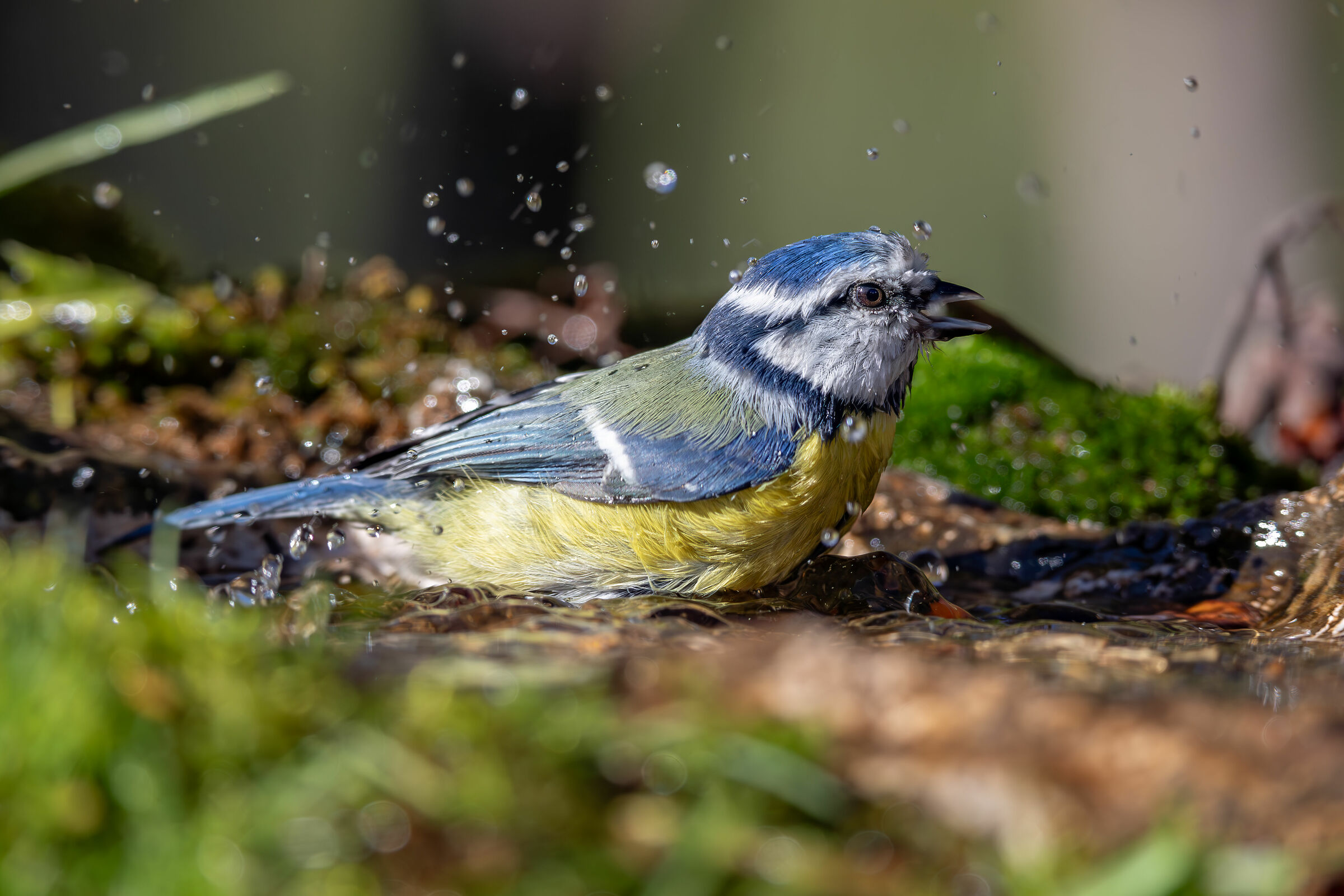 Cinciarella che sguazza