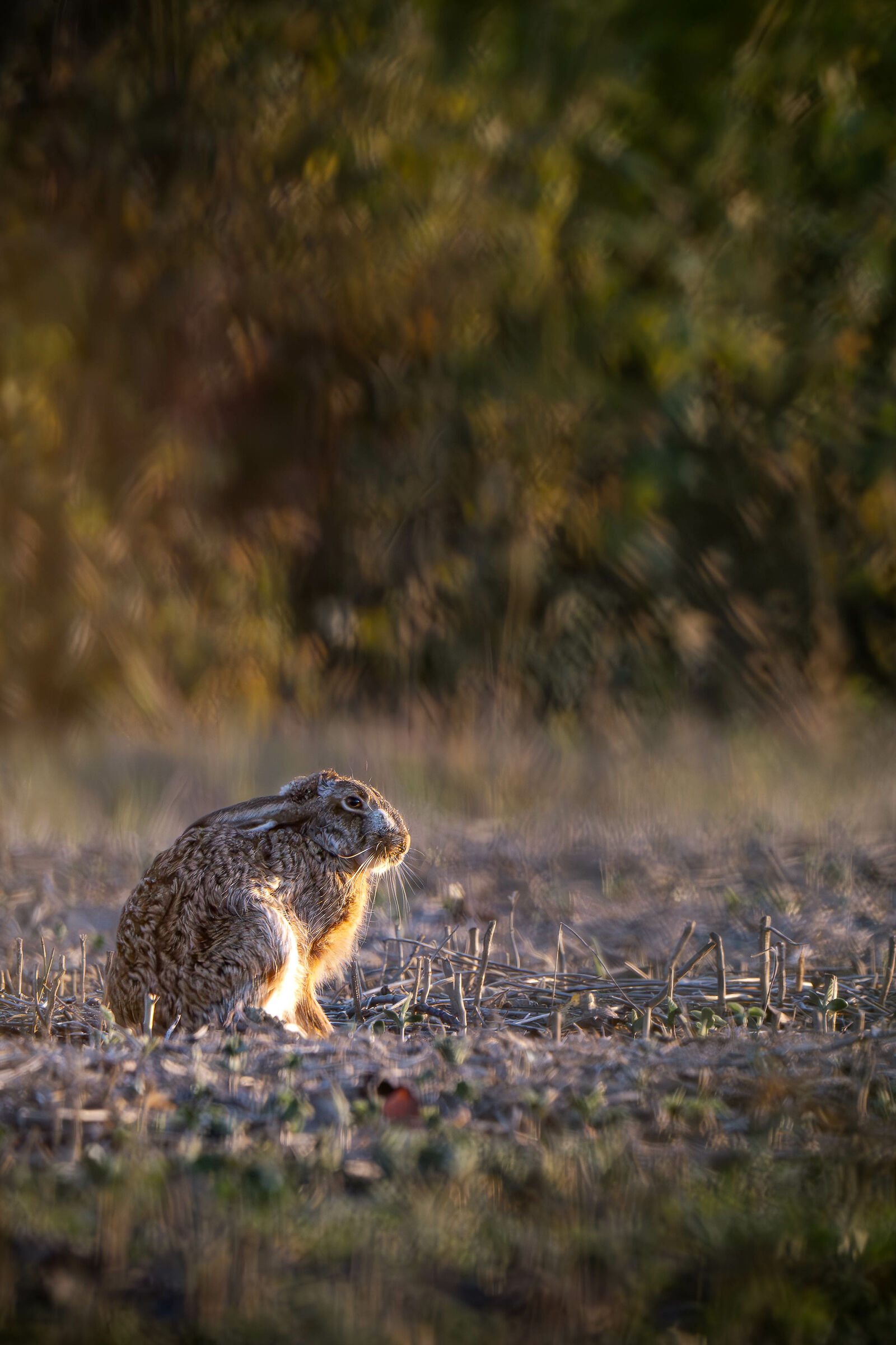 Lepre che si scalda al sole di un tramonto di novembre