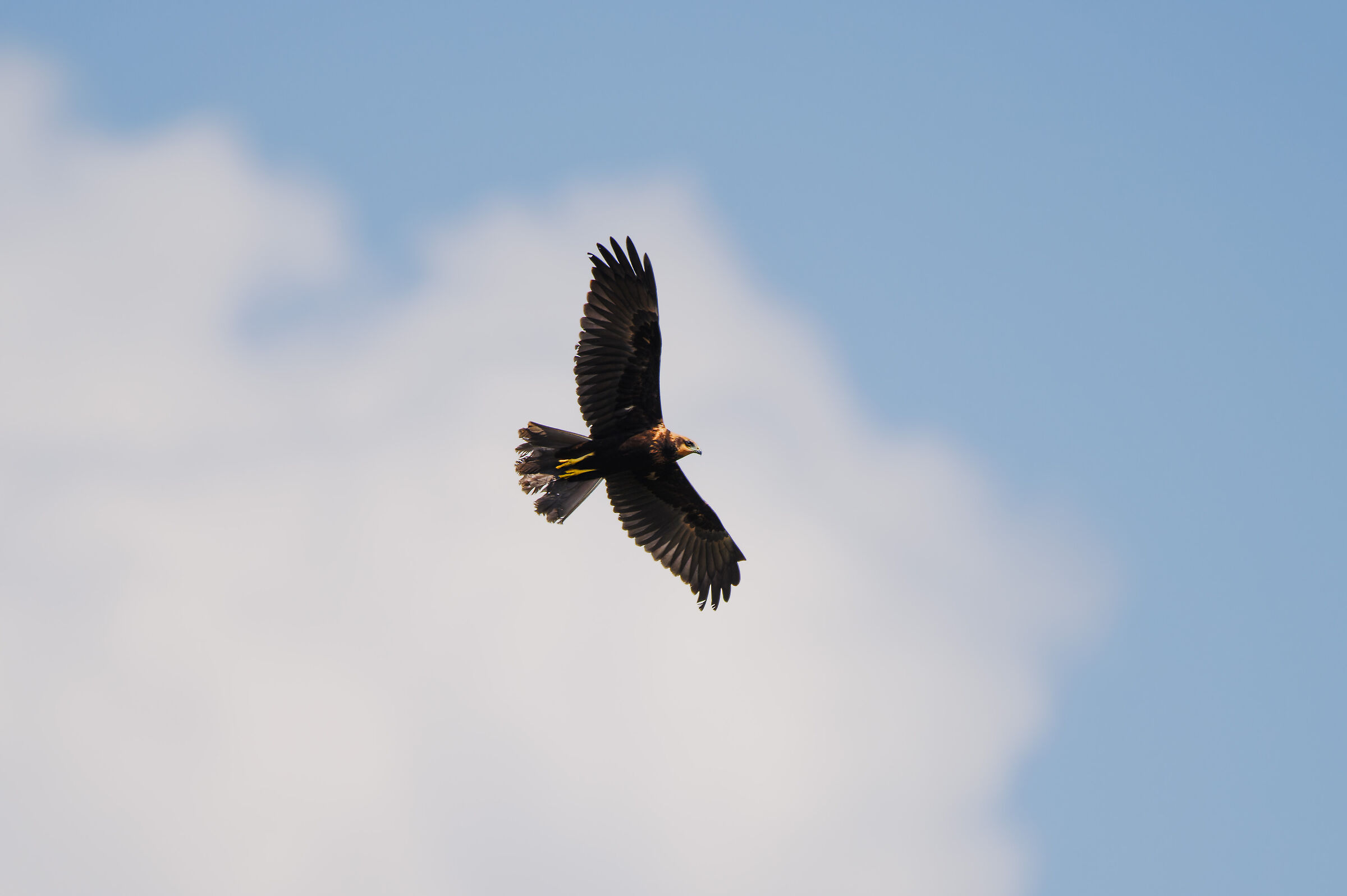 Marsh Harrier
