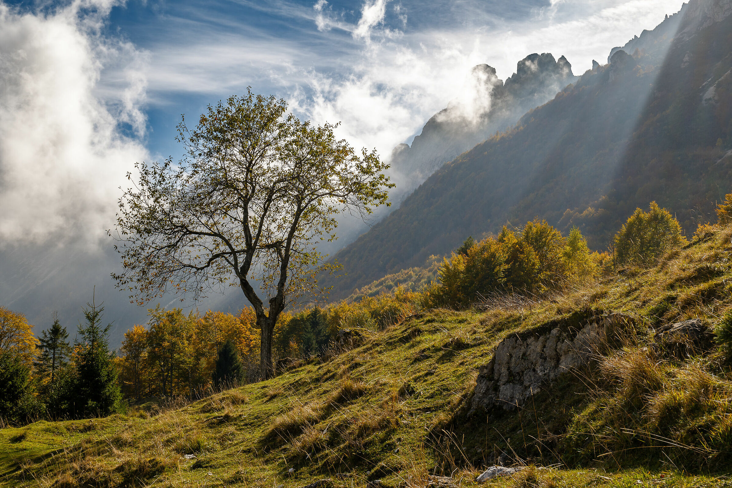 L'albero alle pendici dei monti