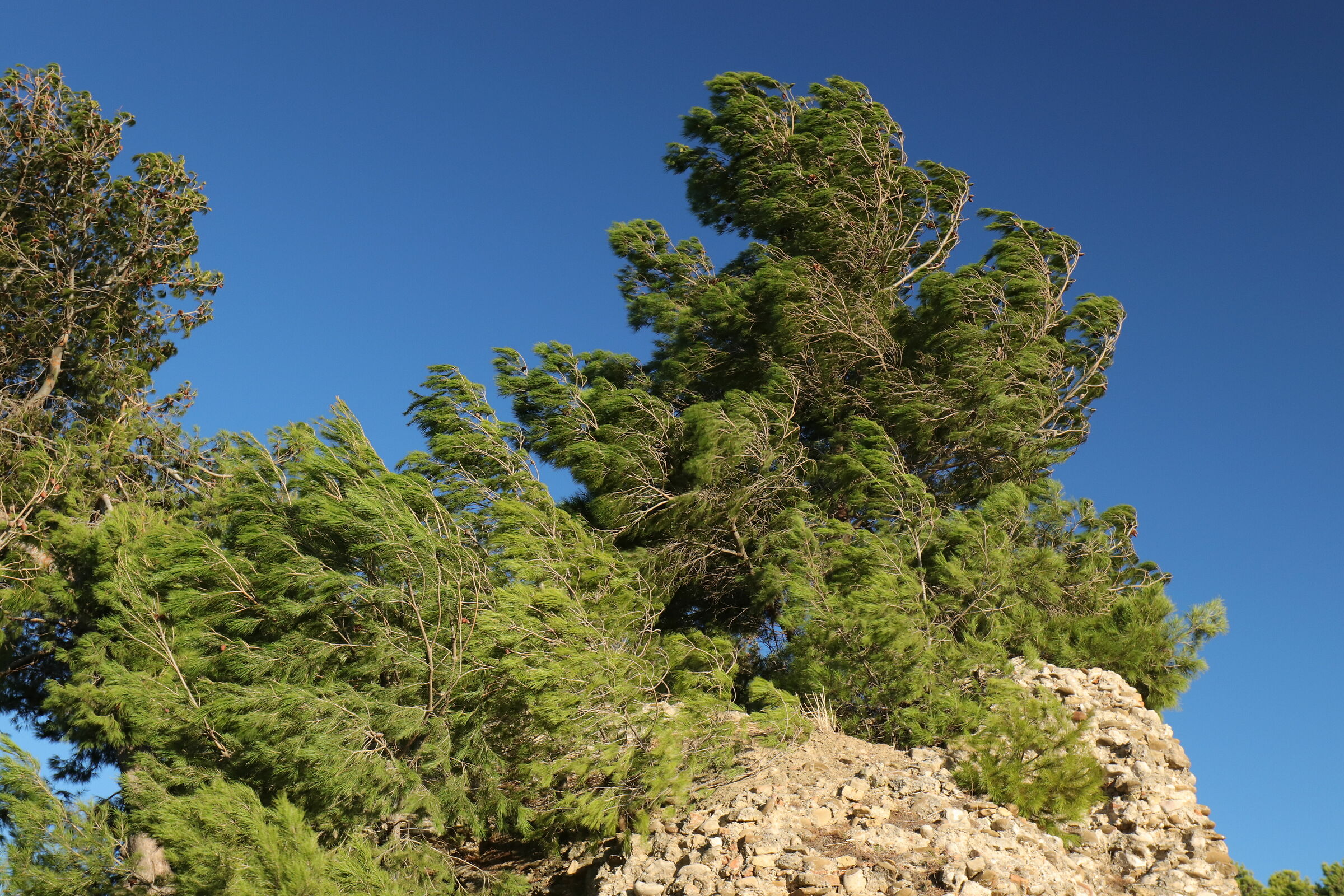 Spettinato dal vento
