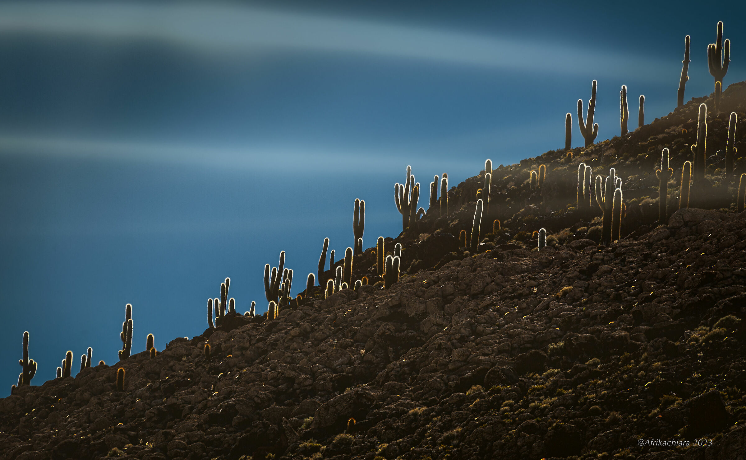 Cactus... and then Cactus!