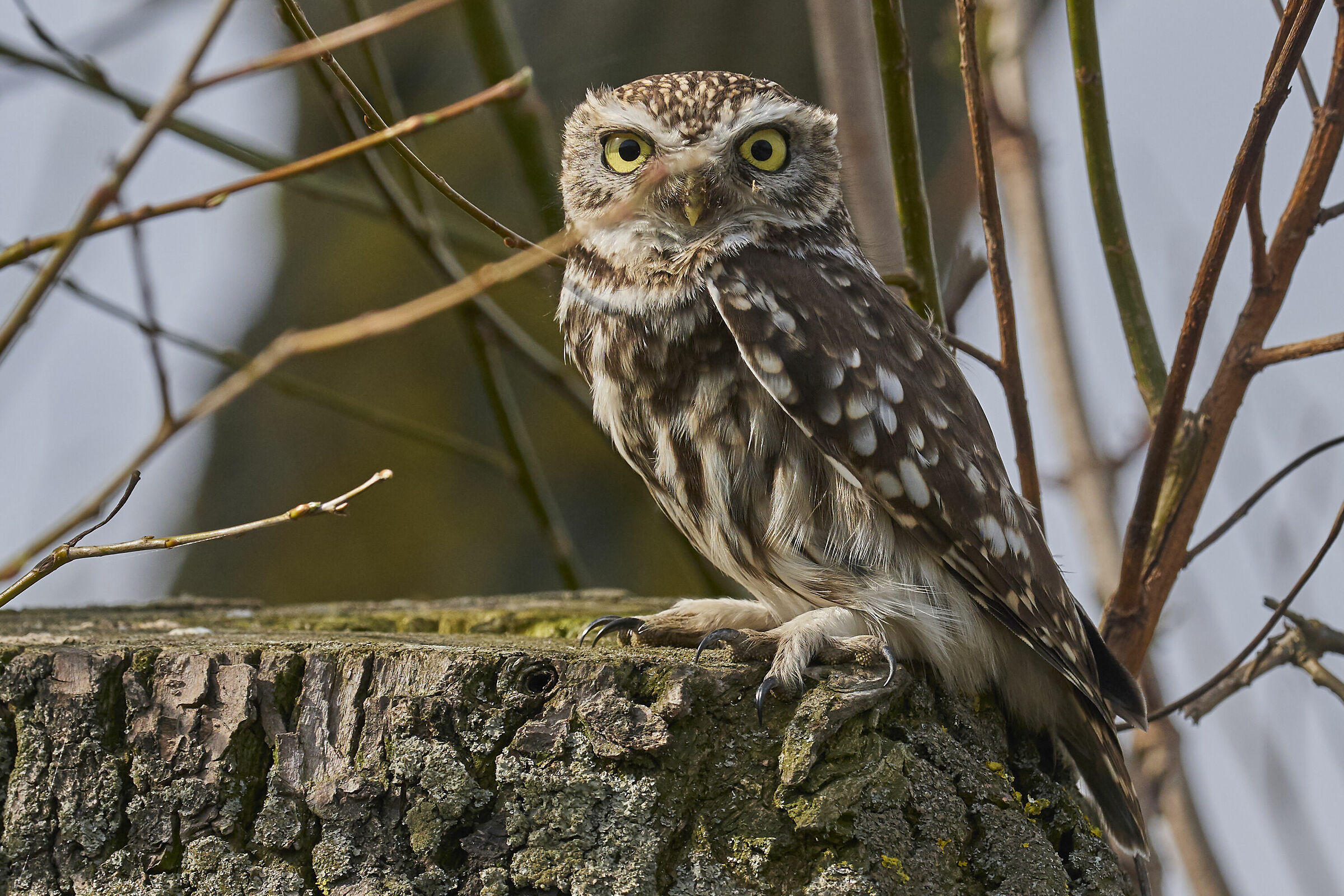 Little Owl ( Athene noctua )