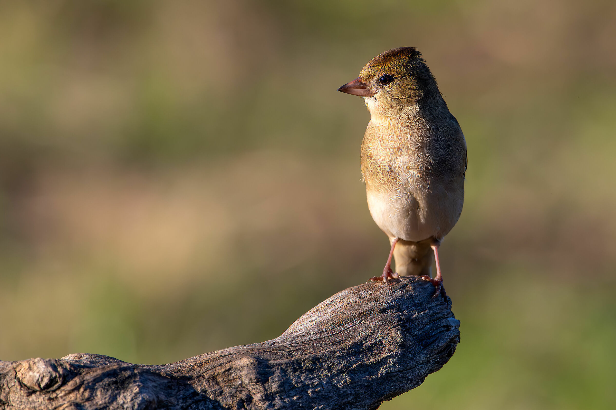Chaffinch
