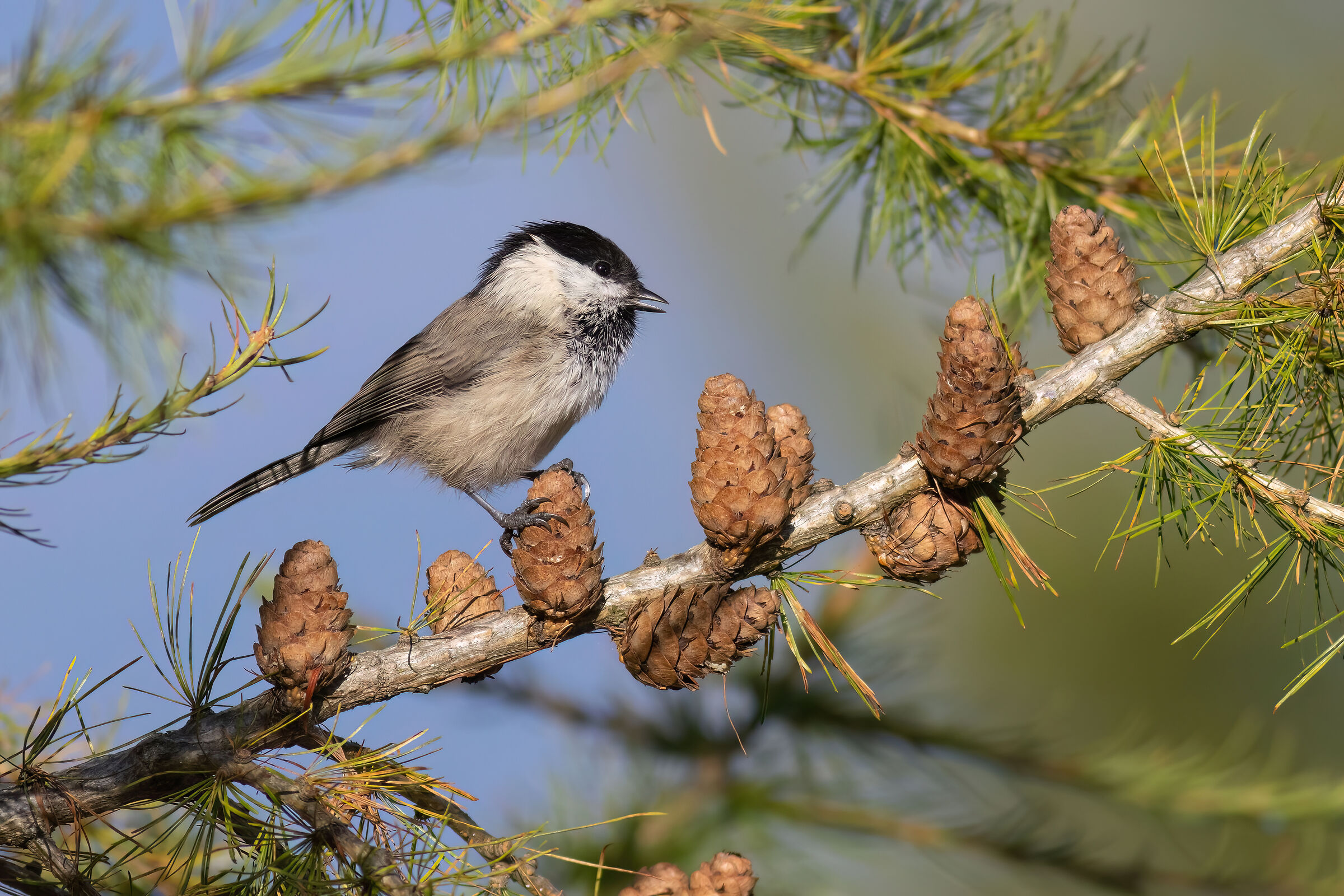 Cincia bigia alpestre