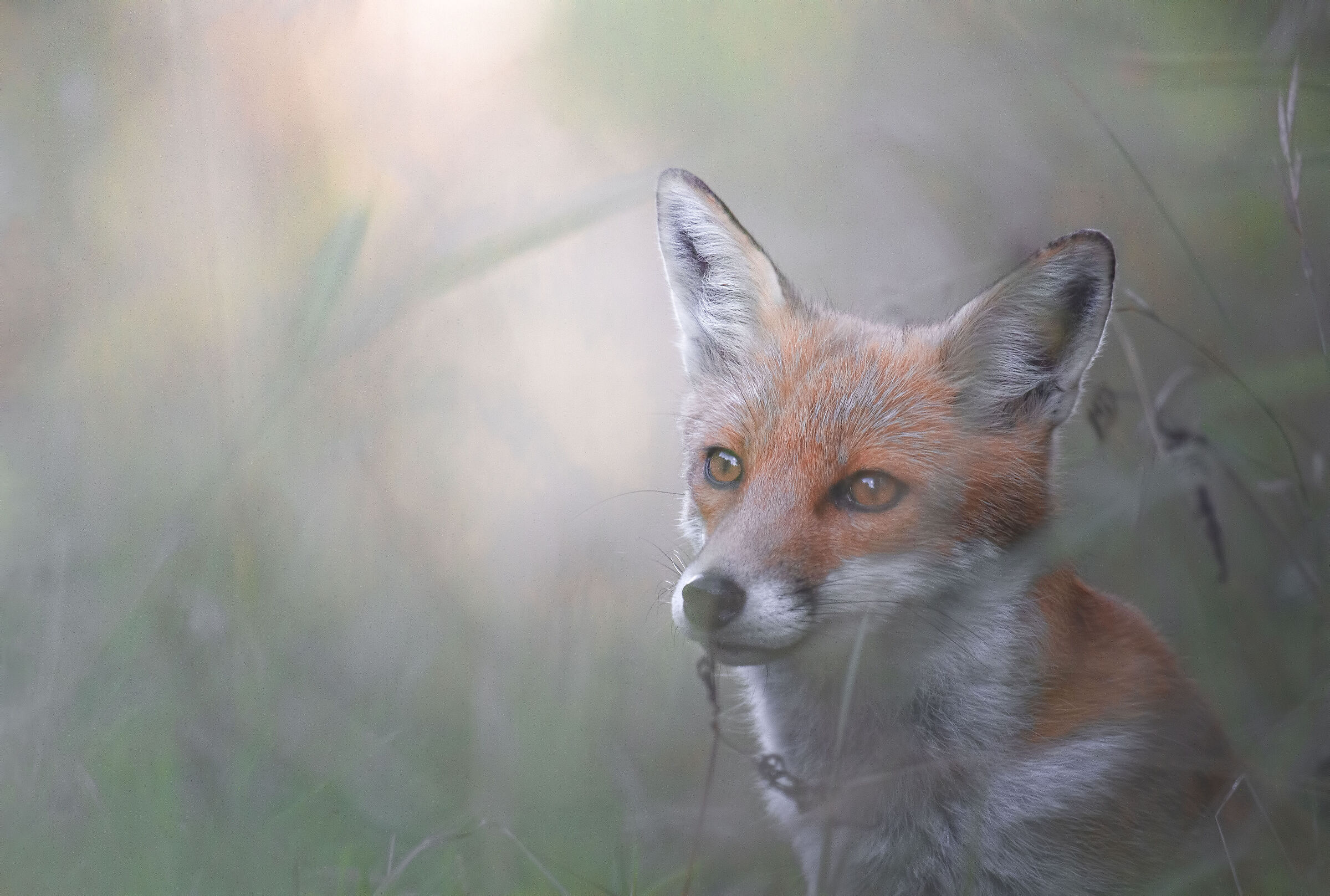 fox