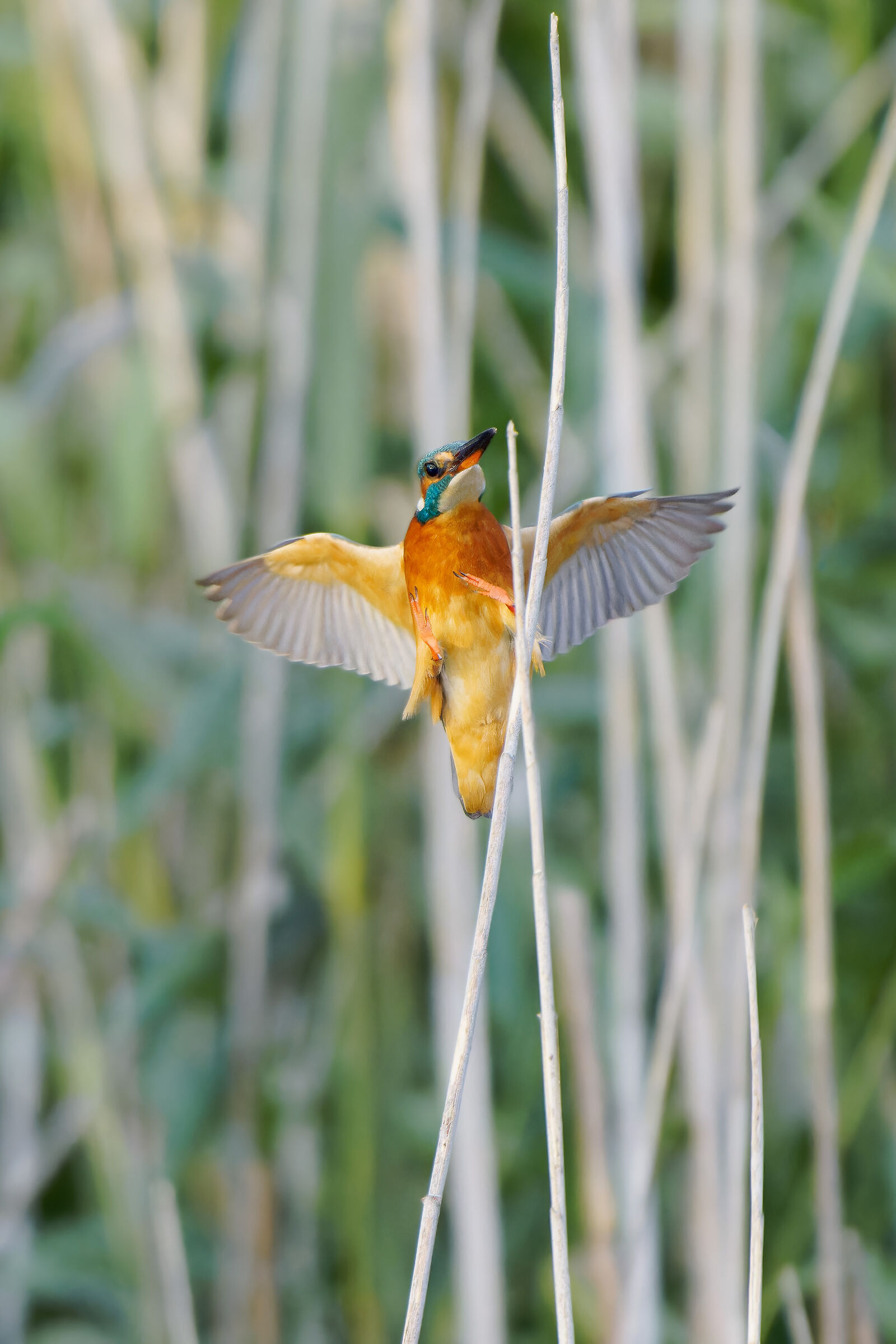 Martin pescatore in attivita'