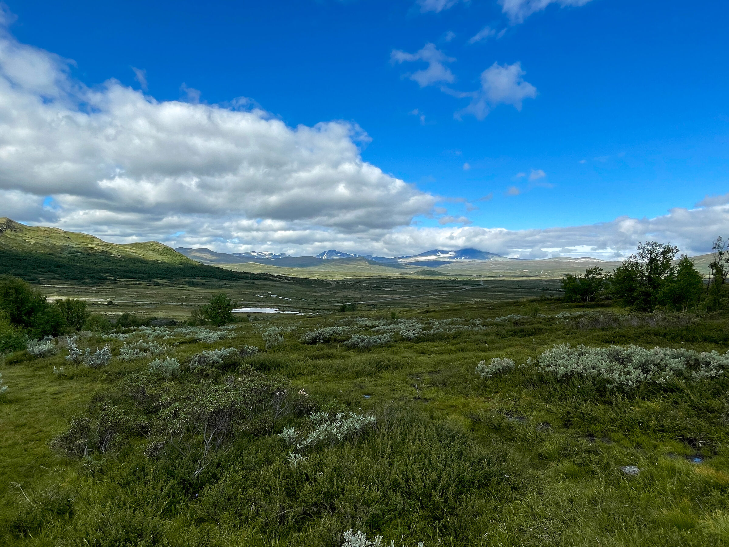 in the Dovrefjell
