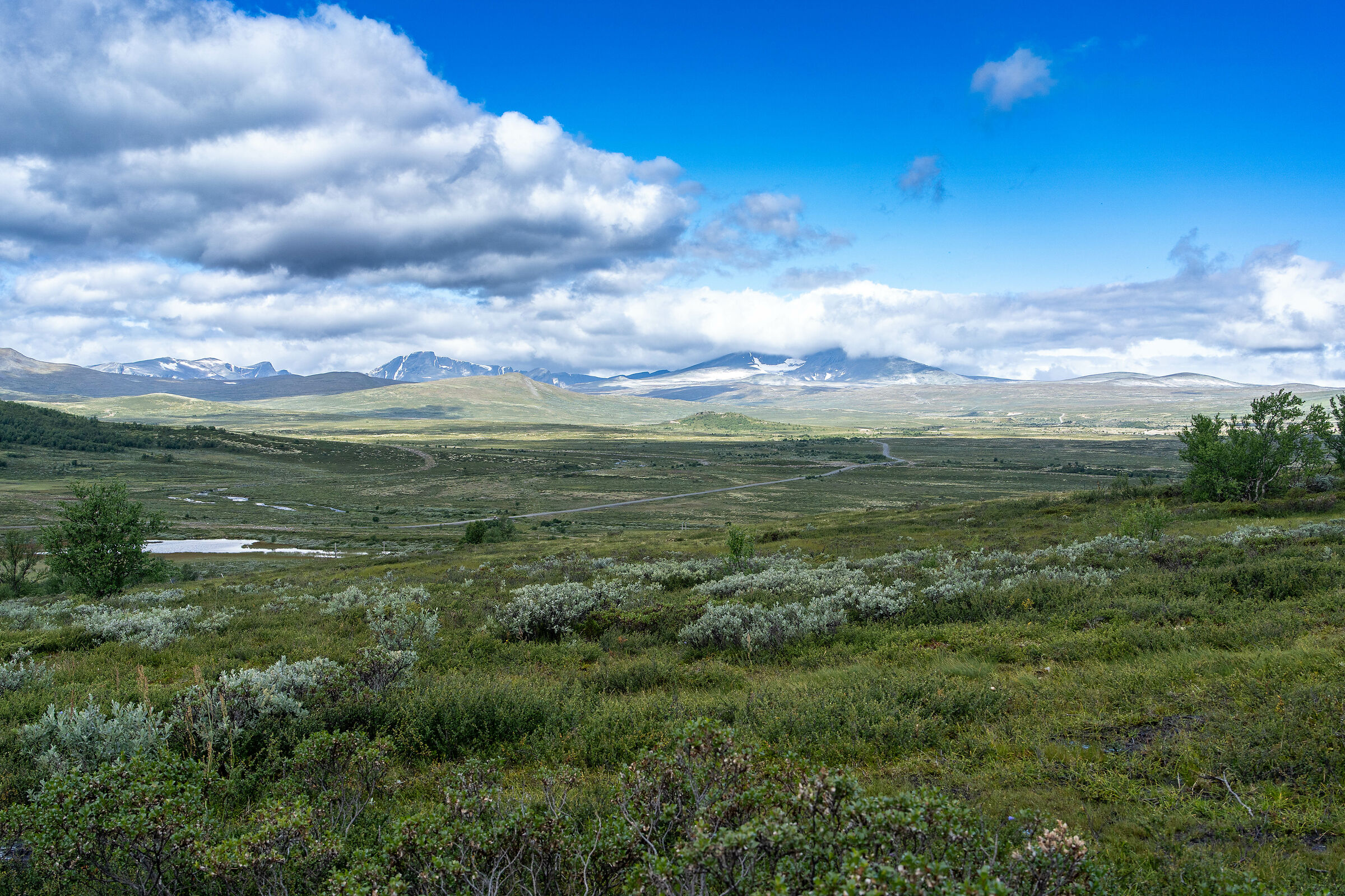 in the Dovrefjell