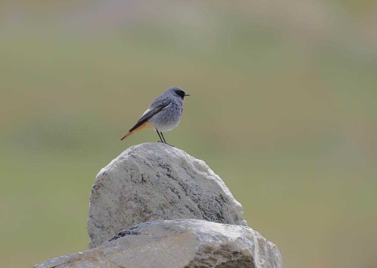 Codirosso spazzacamino