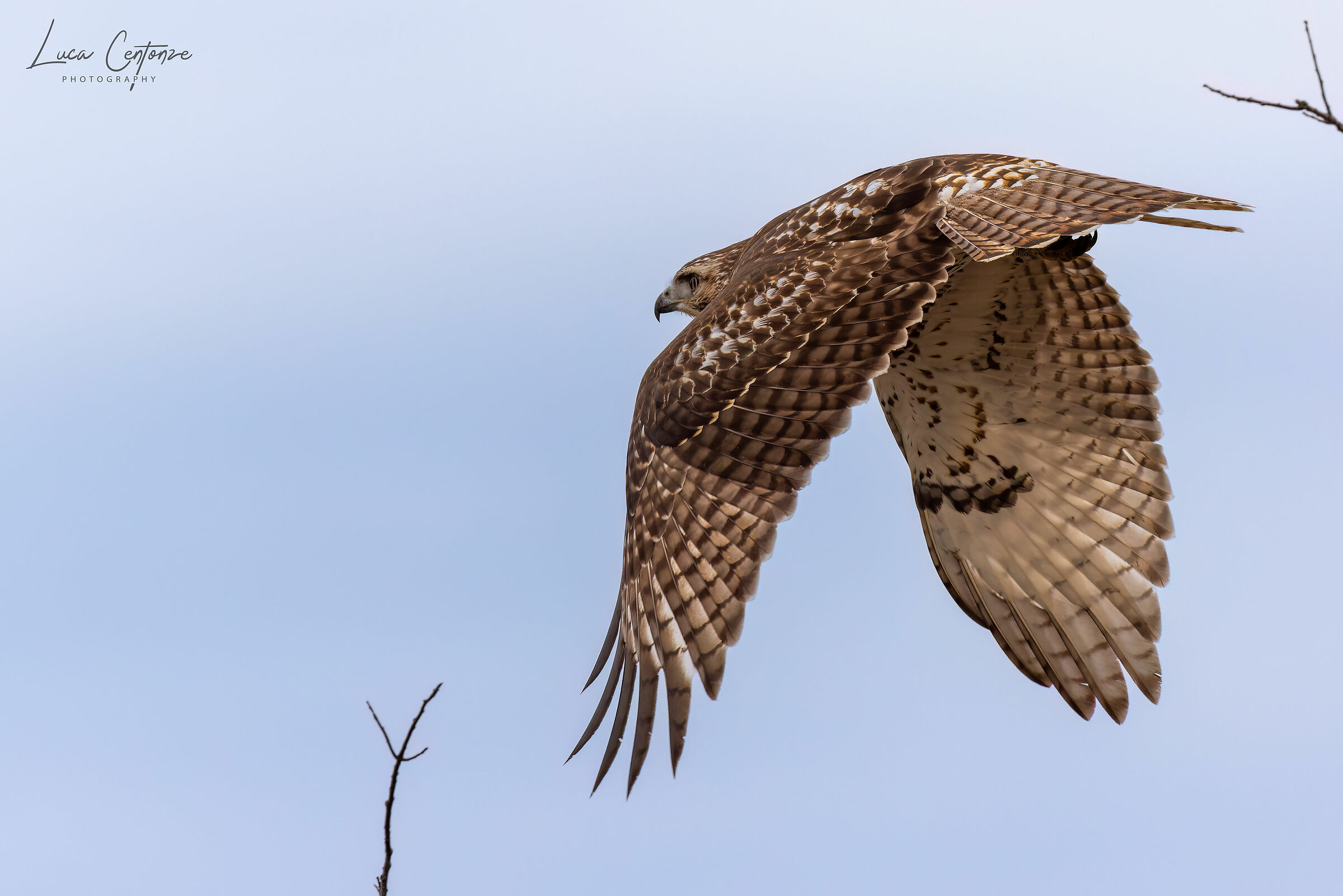 Red Tailed Hawk (Buteo jamaicensis) Poiana