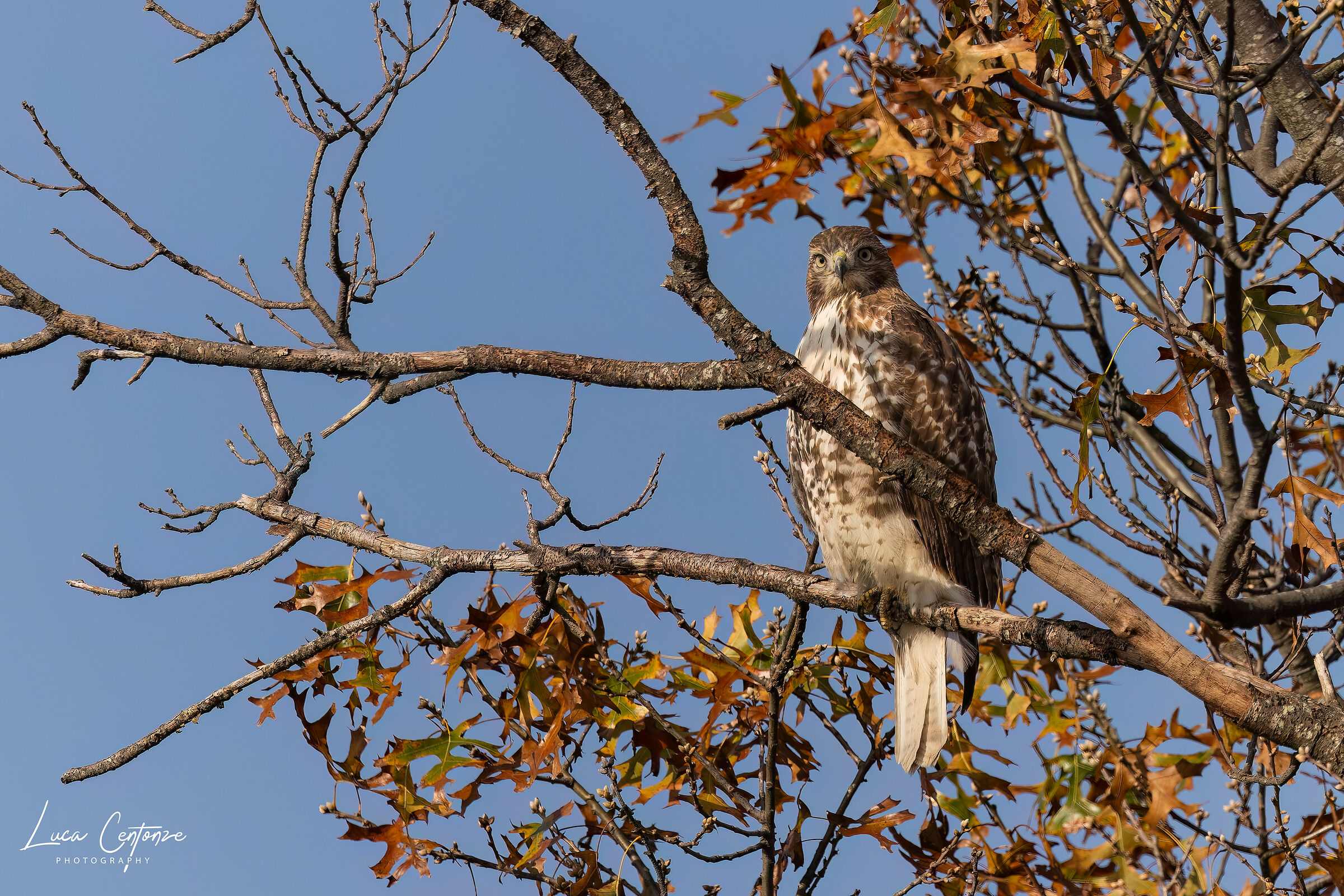 Red Tailed Hawk (Buteo jamaicensis) Poiana