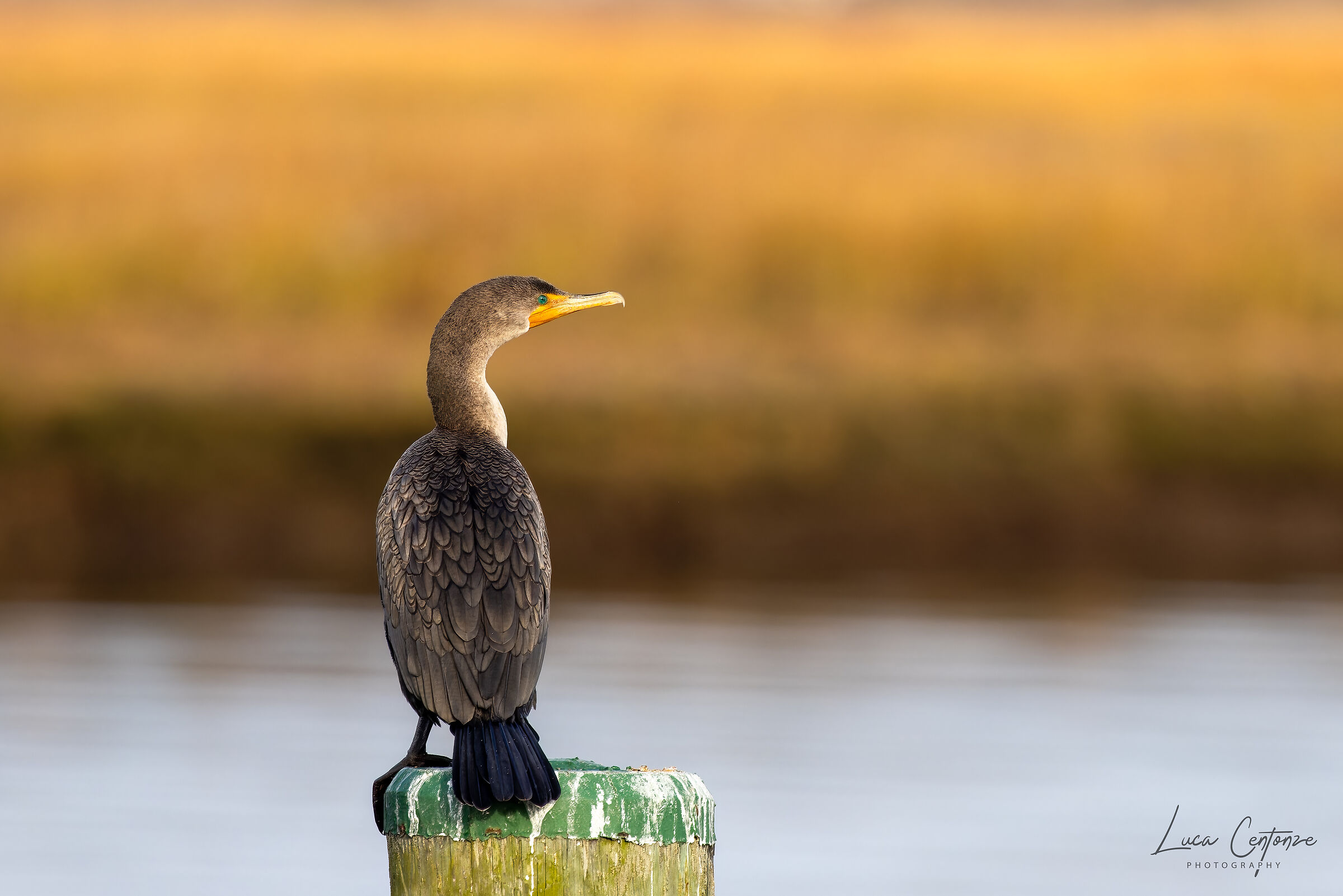 Double Crested Cormorant (Phalacrocorax auritus)