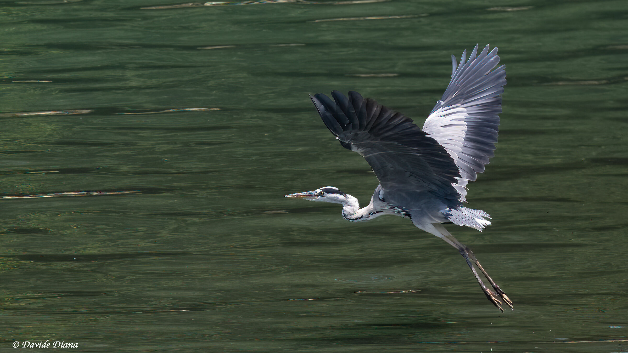 Grey heron